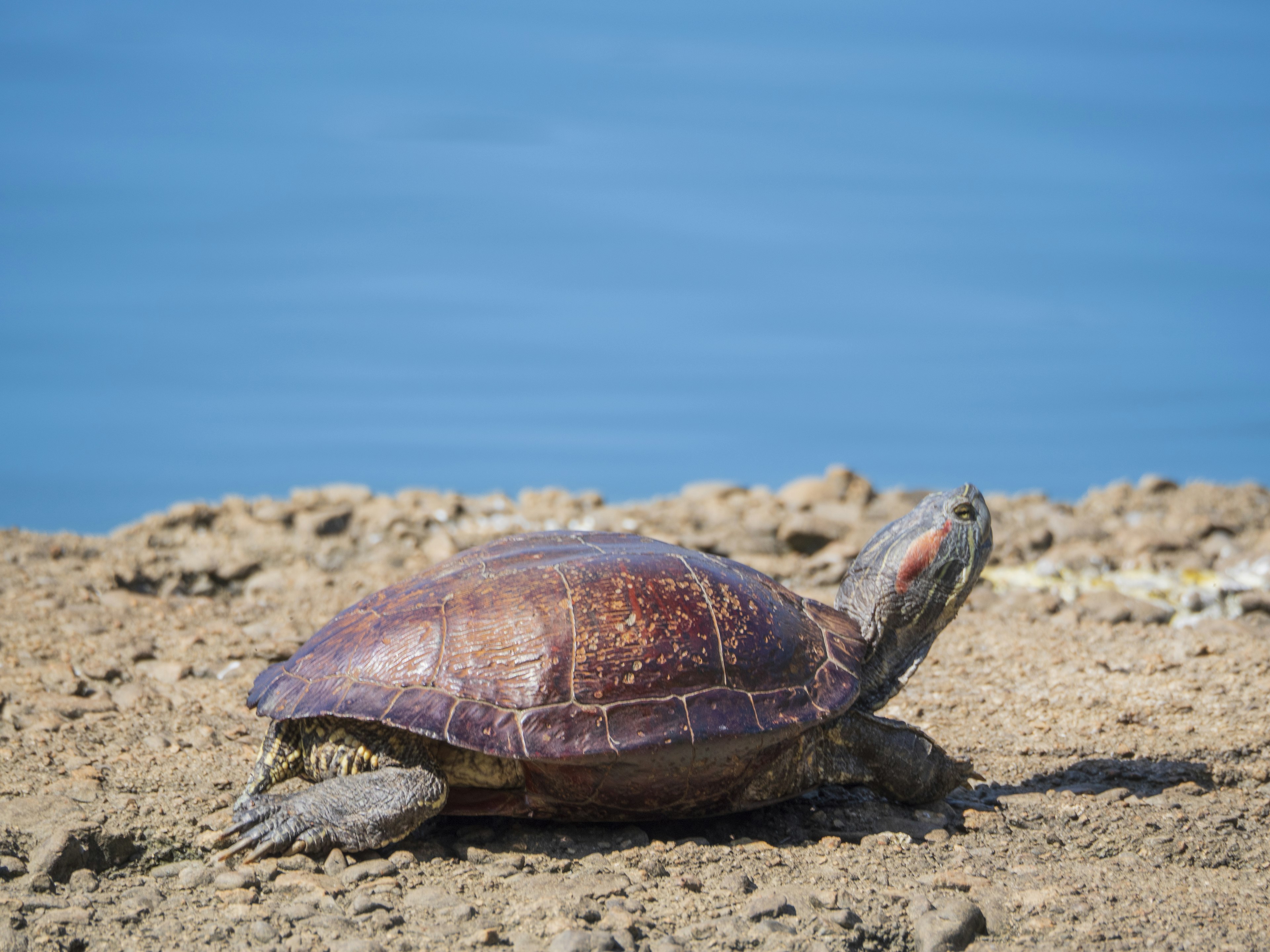 Una tortuga marina descansando sobre la arena mientras observa el océano