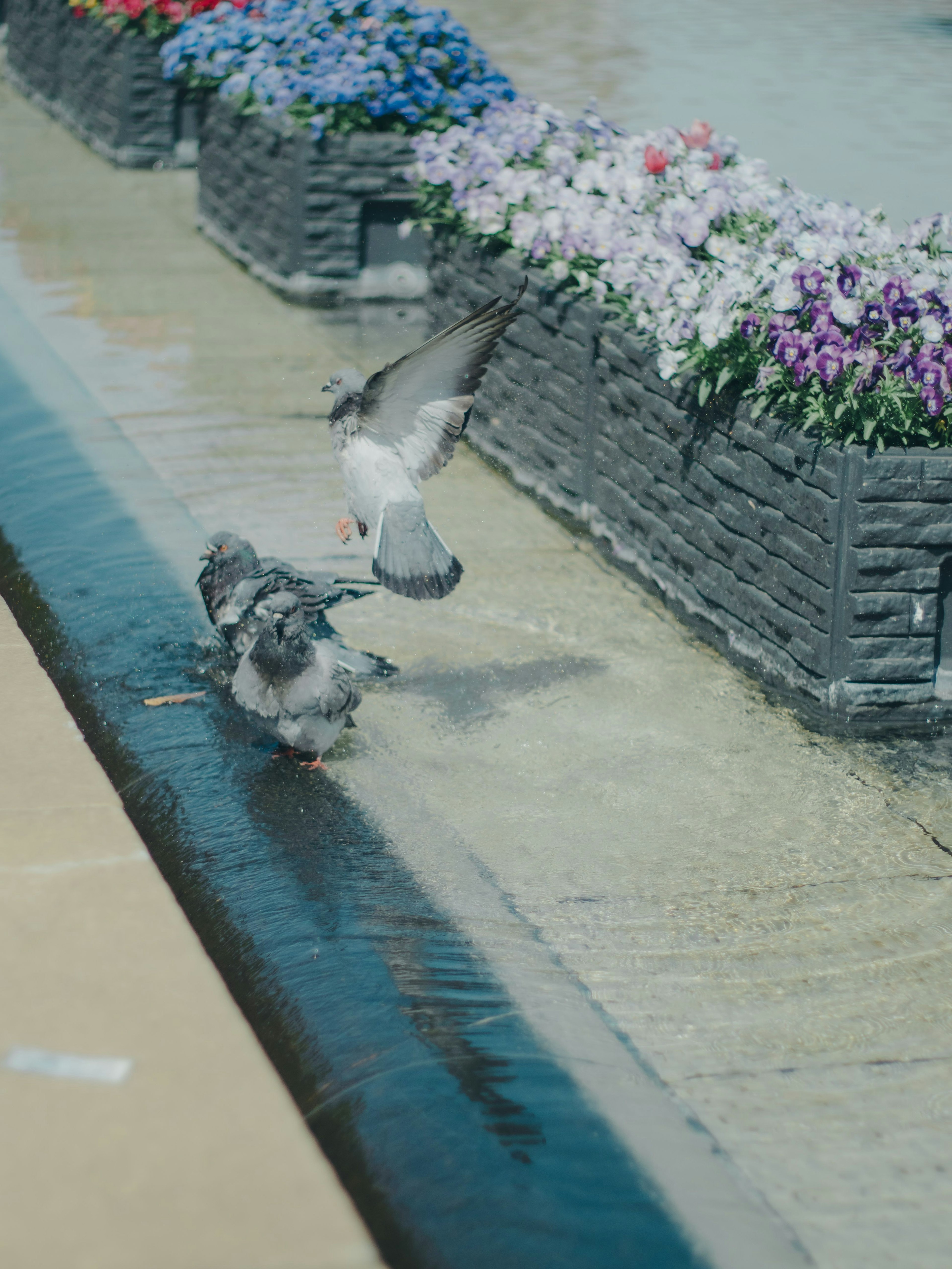 Piccioni che bevono acqua vicino a fiori colorati vicino a una fontana
