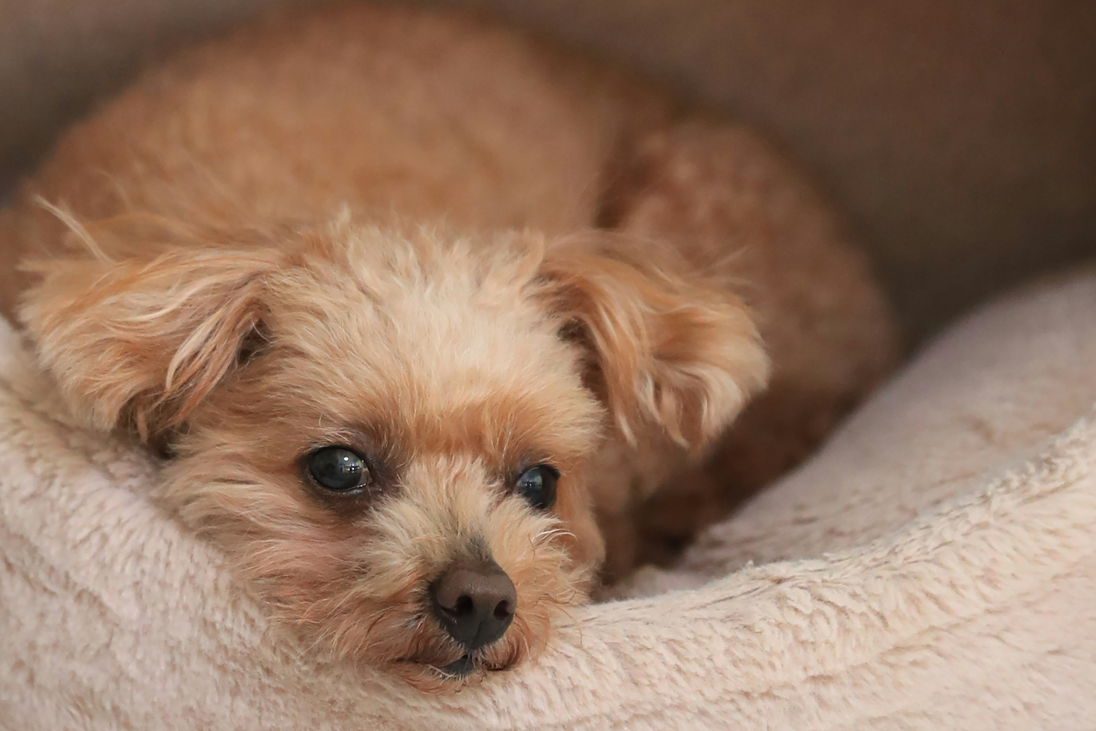 A small dog relaxing in a cozy bed