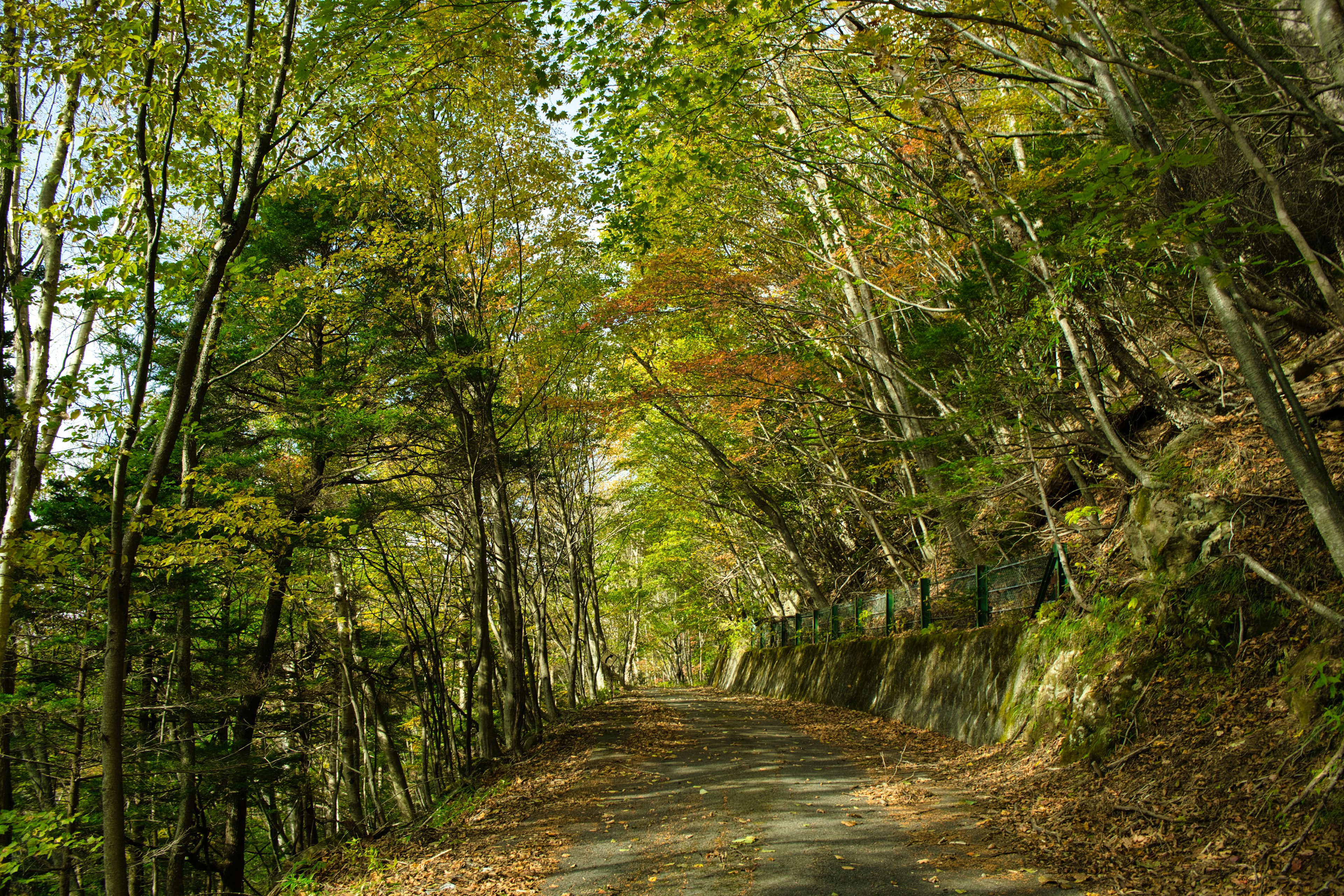 Une route tranquille entourée d'arbres colorés