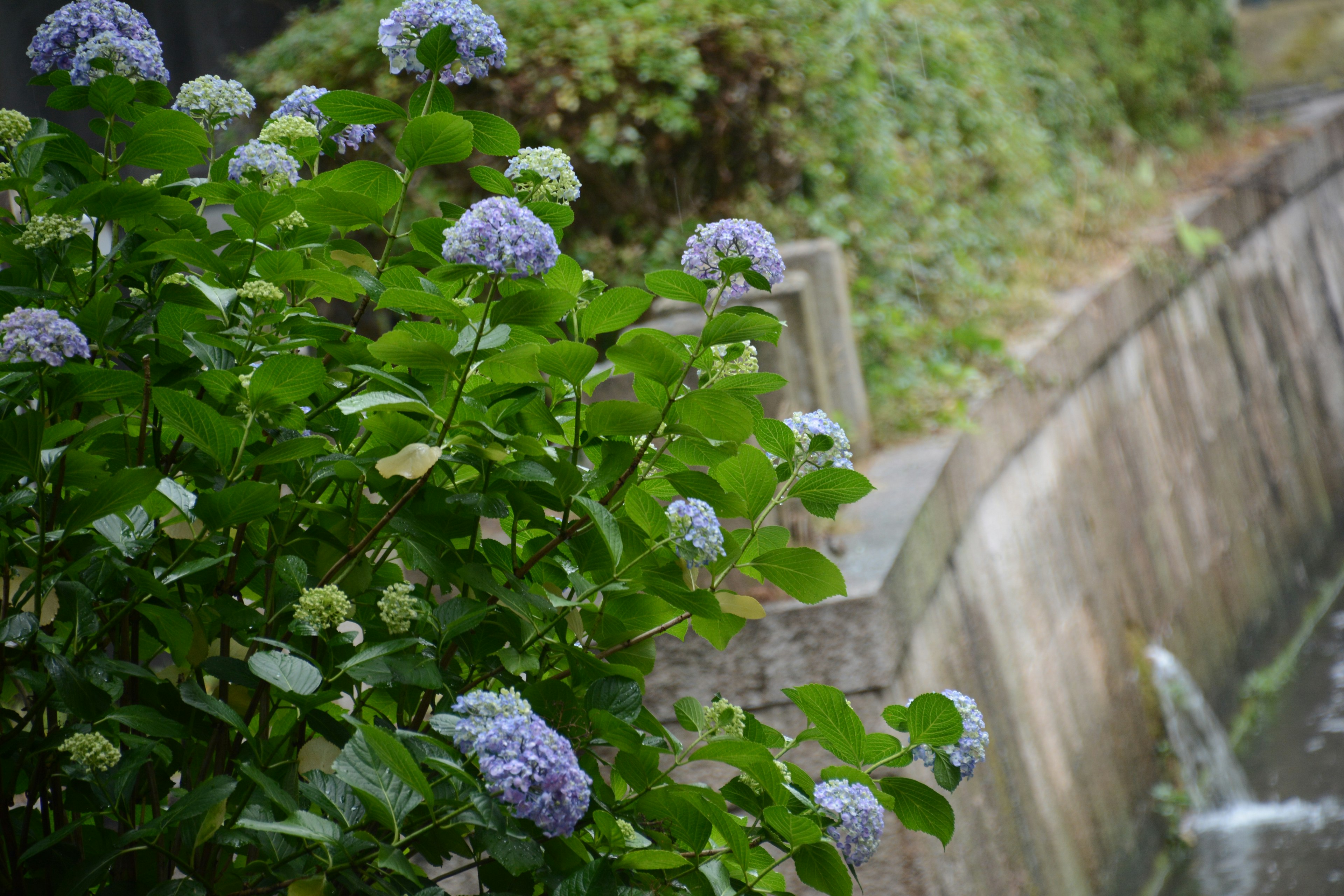 青い紫陽花と緑の葉が流れる水の近くにある風景