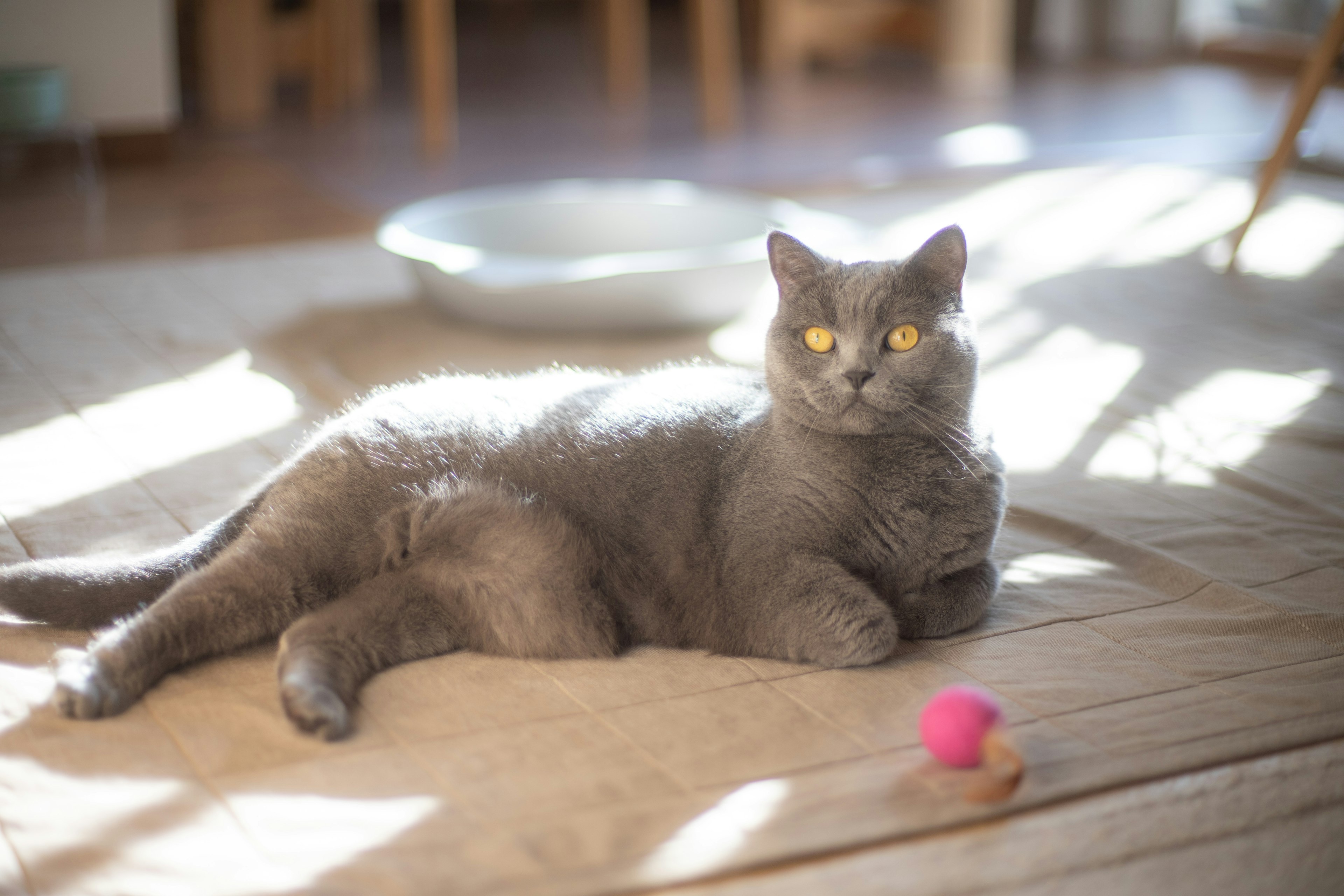 灰色の猫が光の中でリラックスしている様子