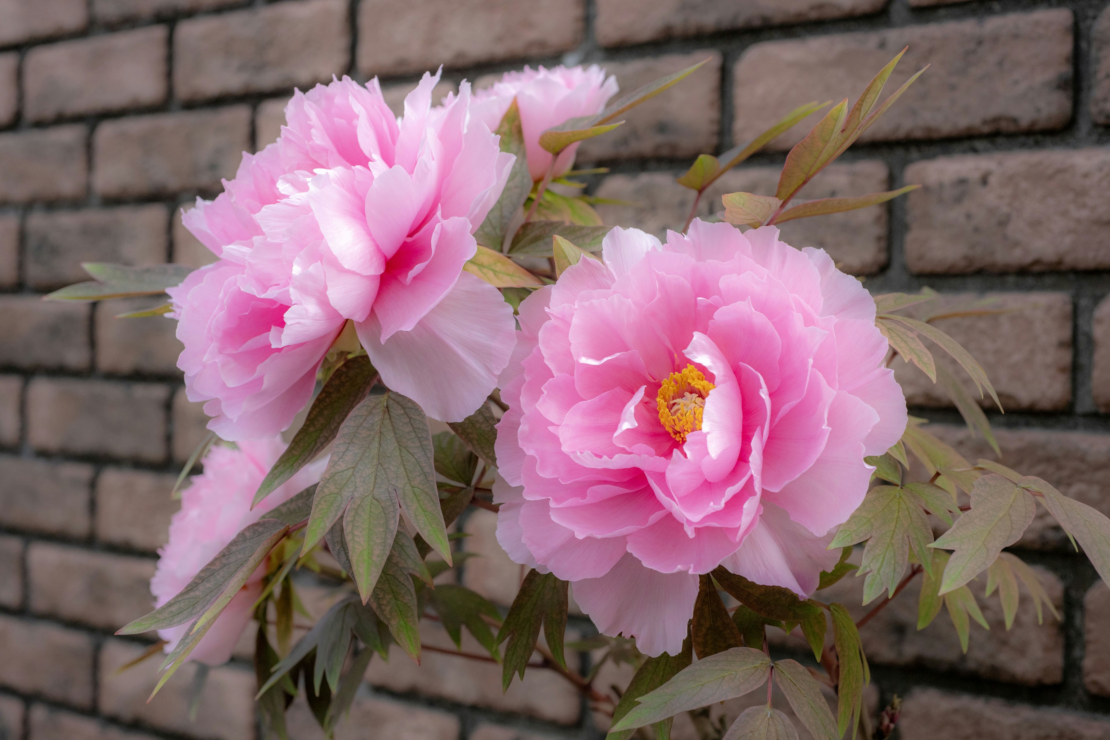 Cabang bunga pink di depan dinding batu bata