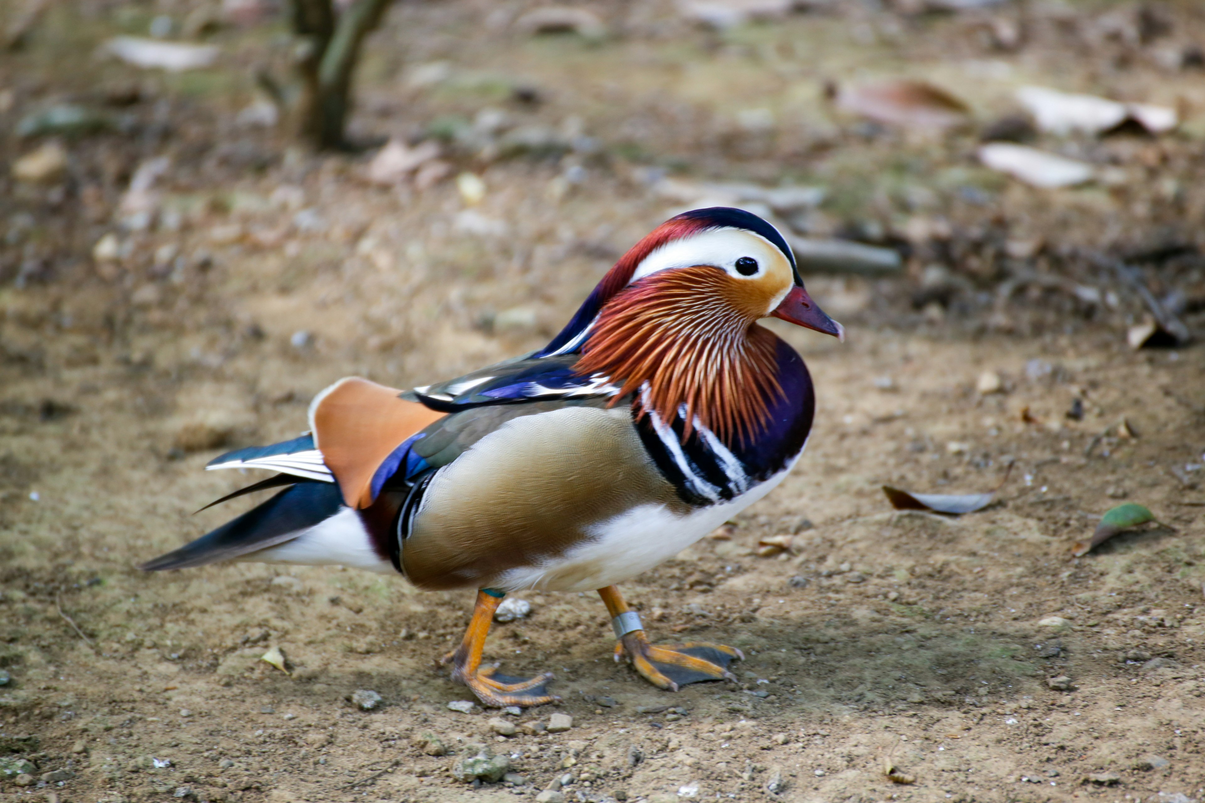 A beautiful mandarin duck walking on the ground