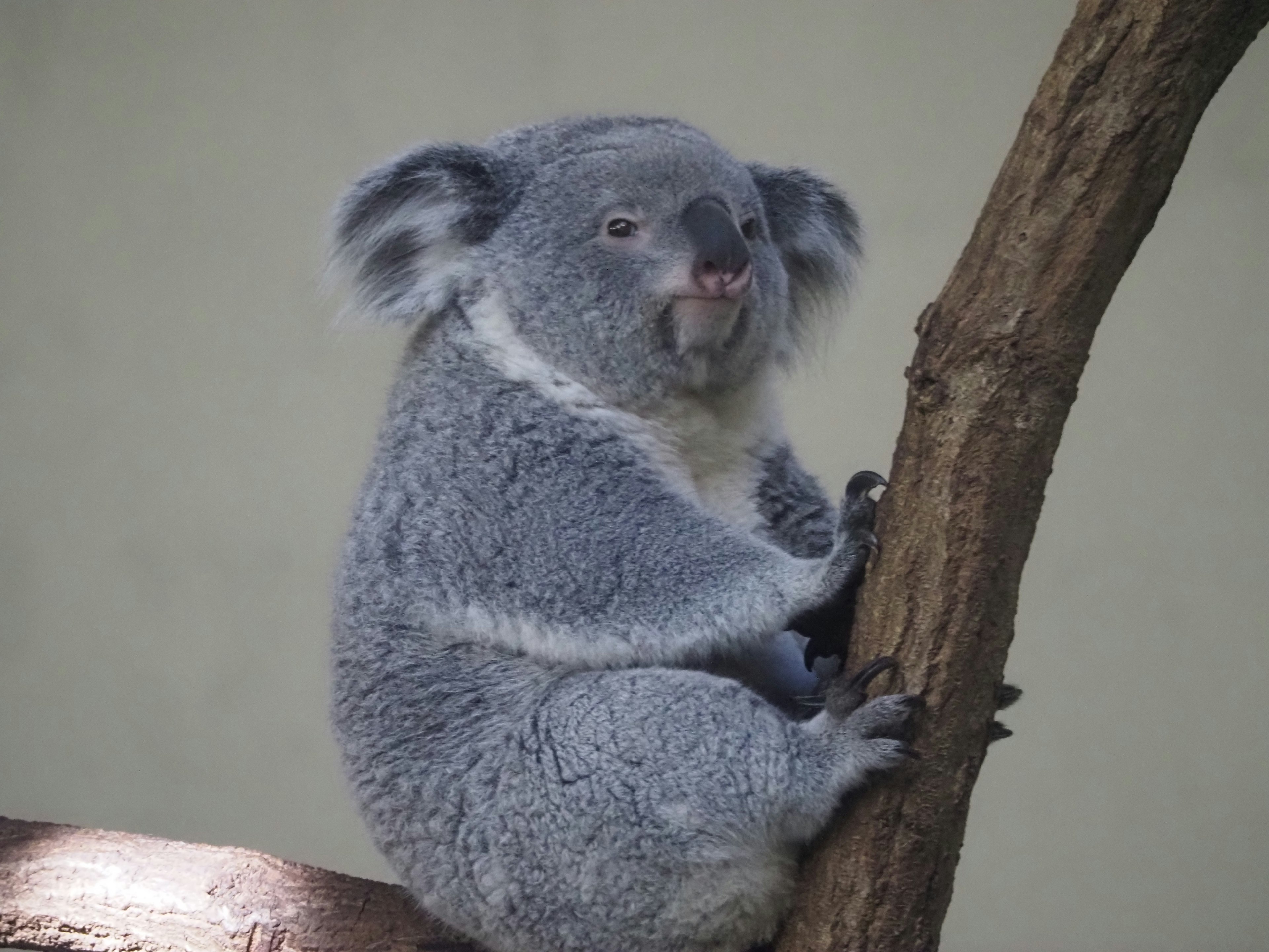 Un koala mignon assis sur une branche d'arbre