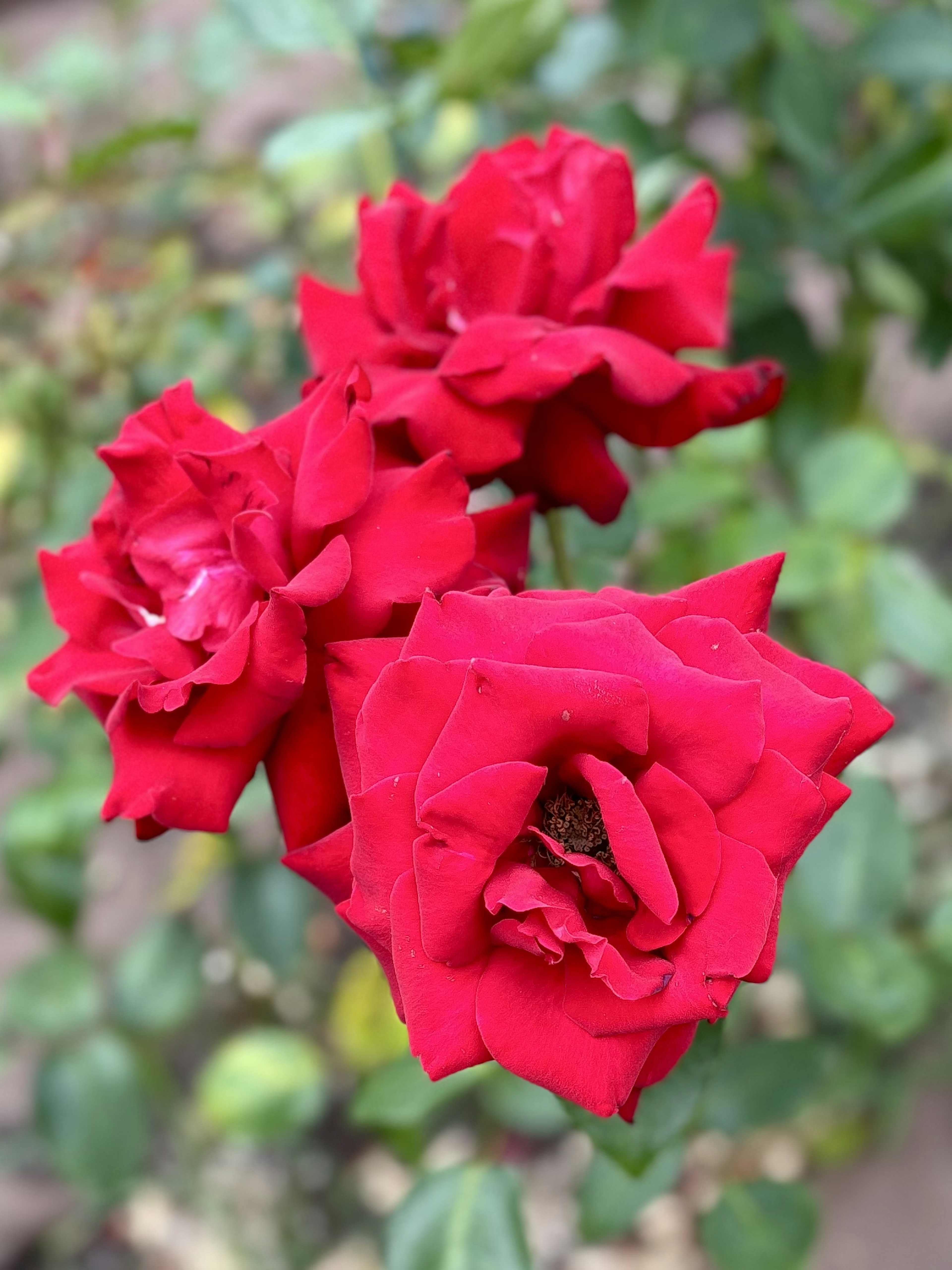 鮮やかな赤いバラの花束が緑の葉に囲まれている