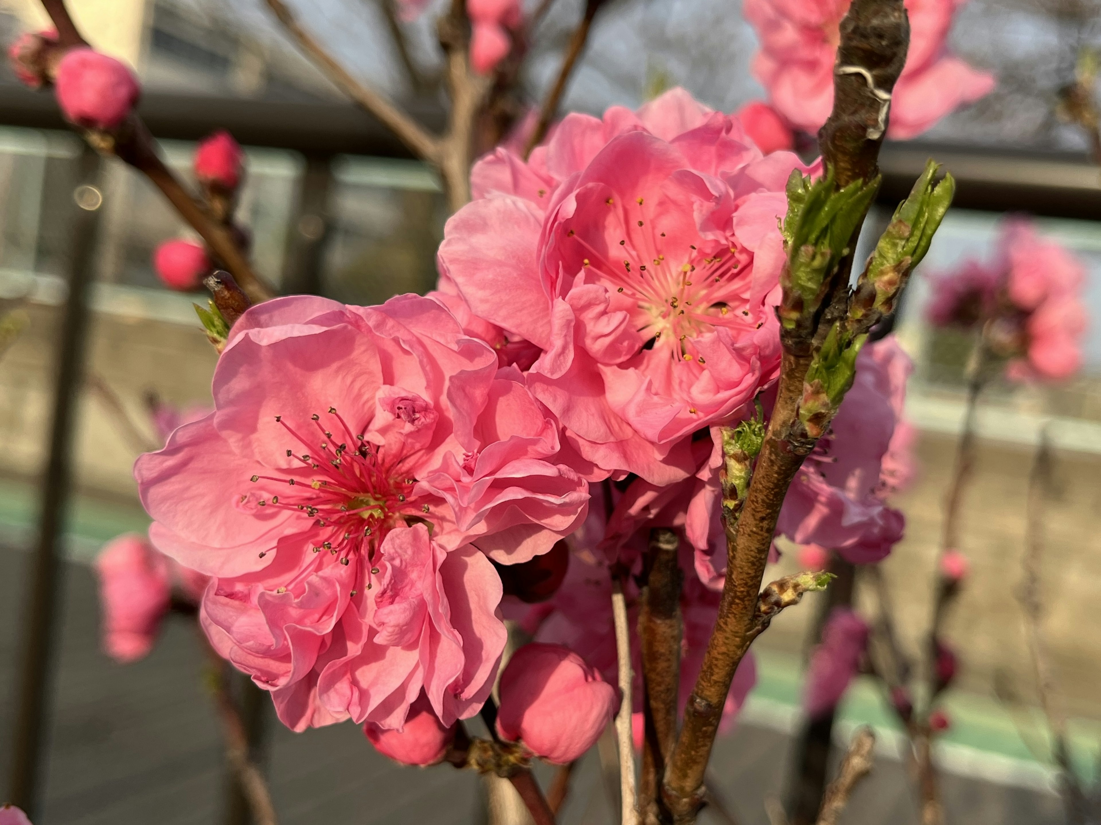 桜の花が咲いている枝のクローズアップピンク色の花びらと緑の葉