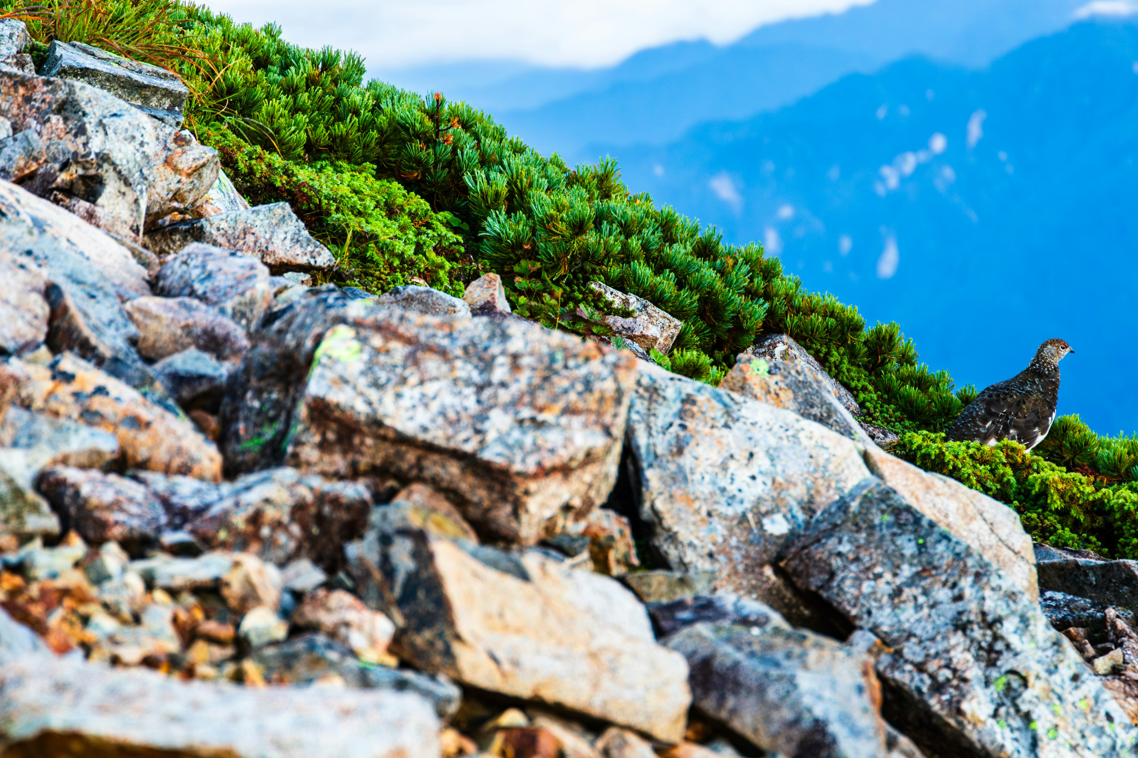 Paesaggio con rocce di montagna e vegetazione verde