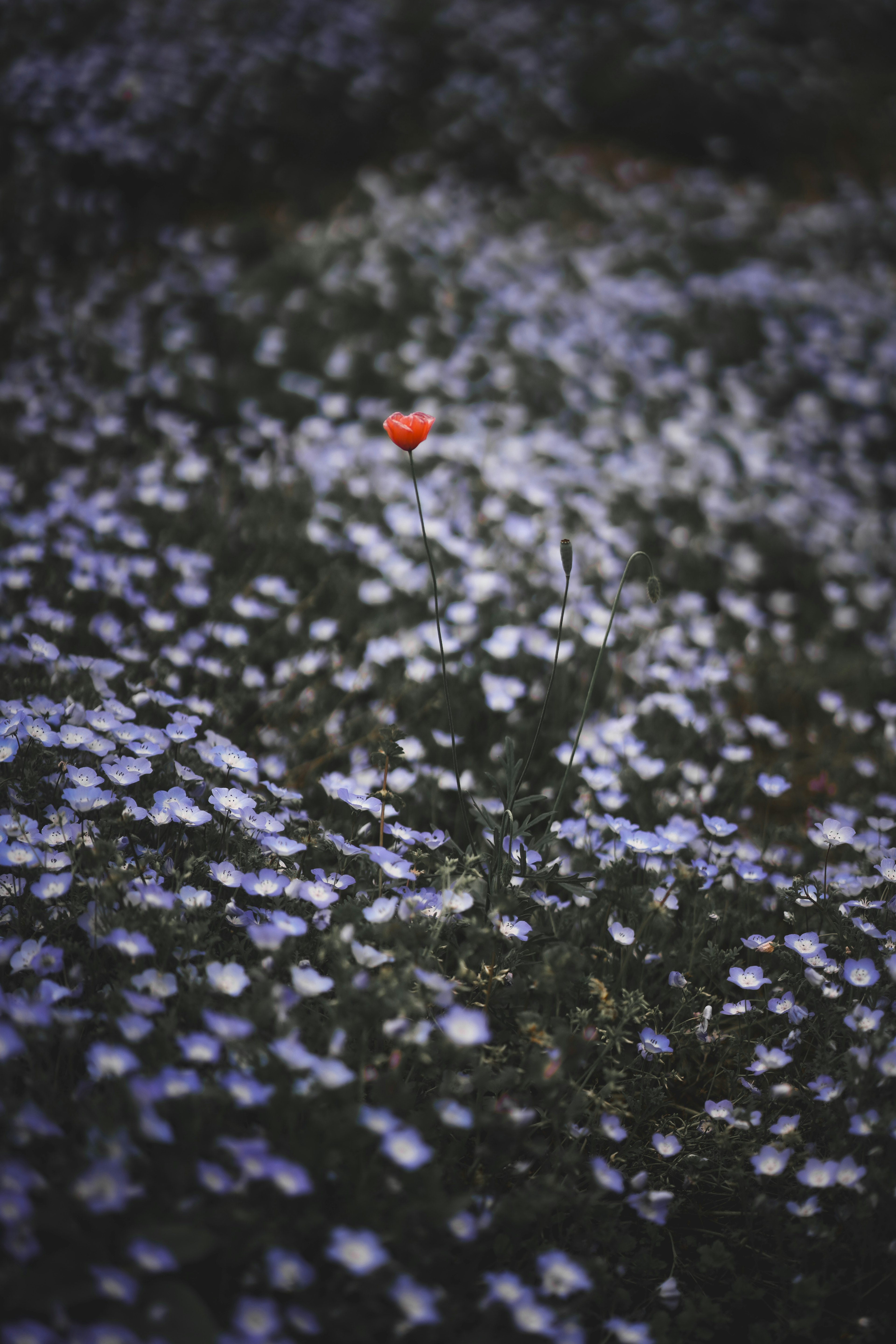 紫色の花が咲き乱れる中に赤い花が一輪目立つ風景