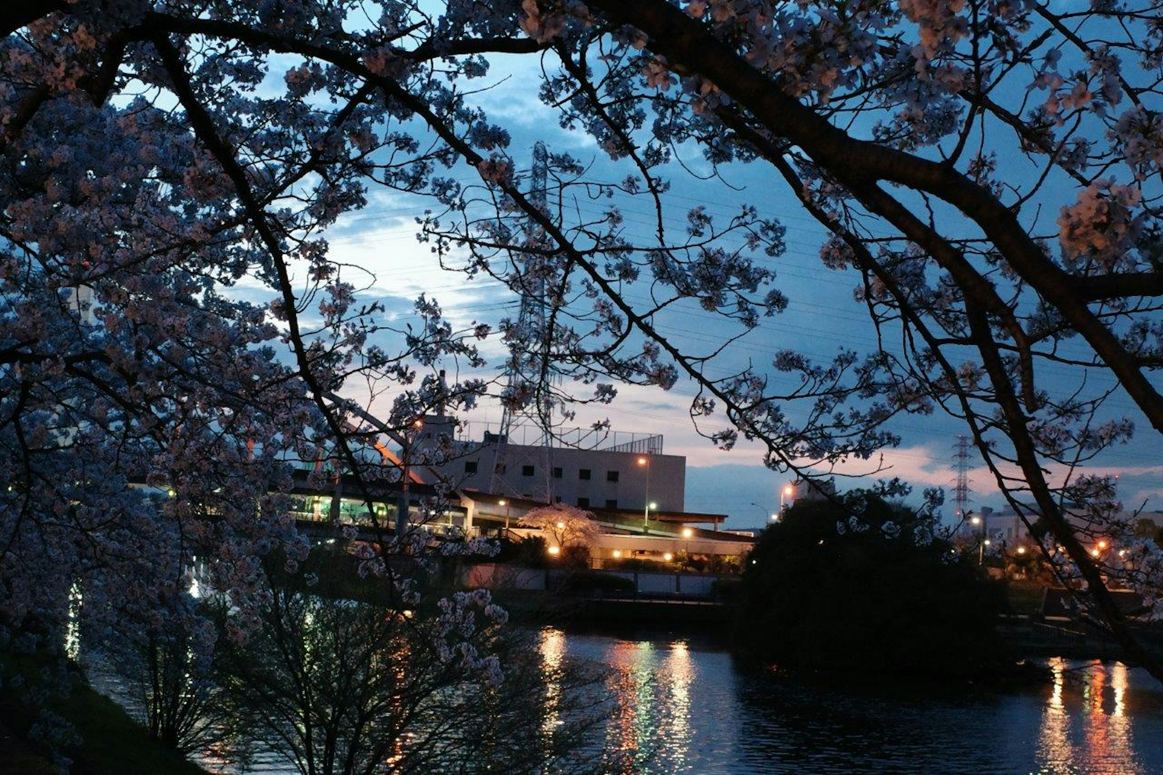 桜の木と川の風景が広がる夕暮れ時の景色