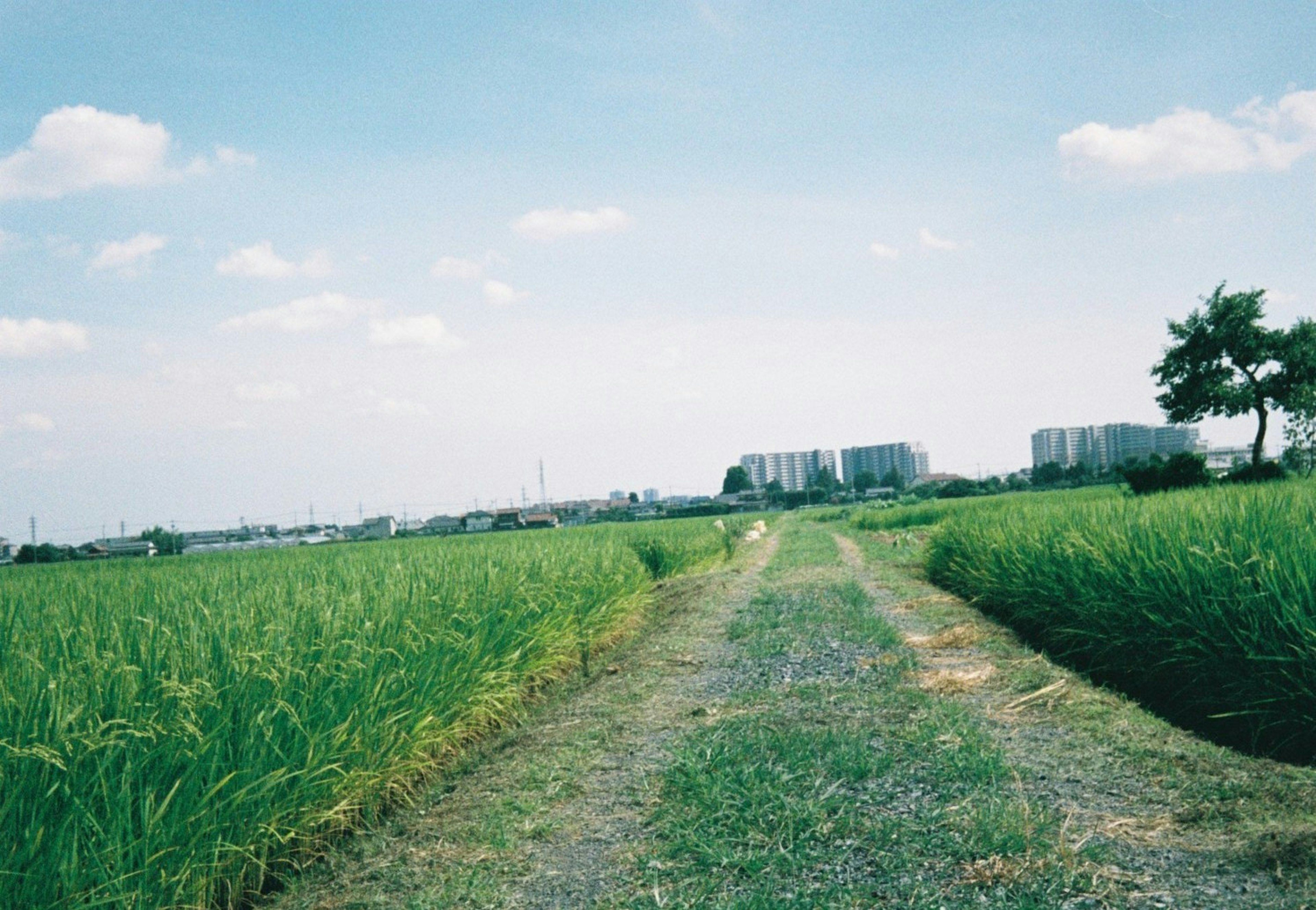 Un paisaje con un camino a través de campos de arroz bajo un cielo azul