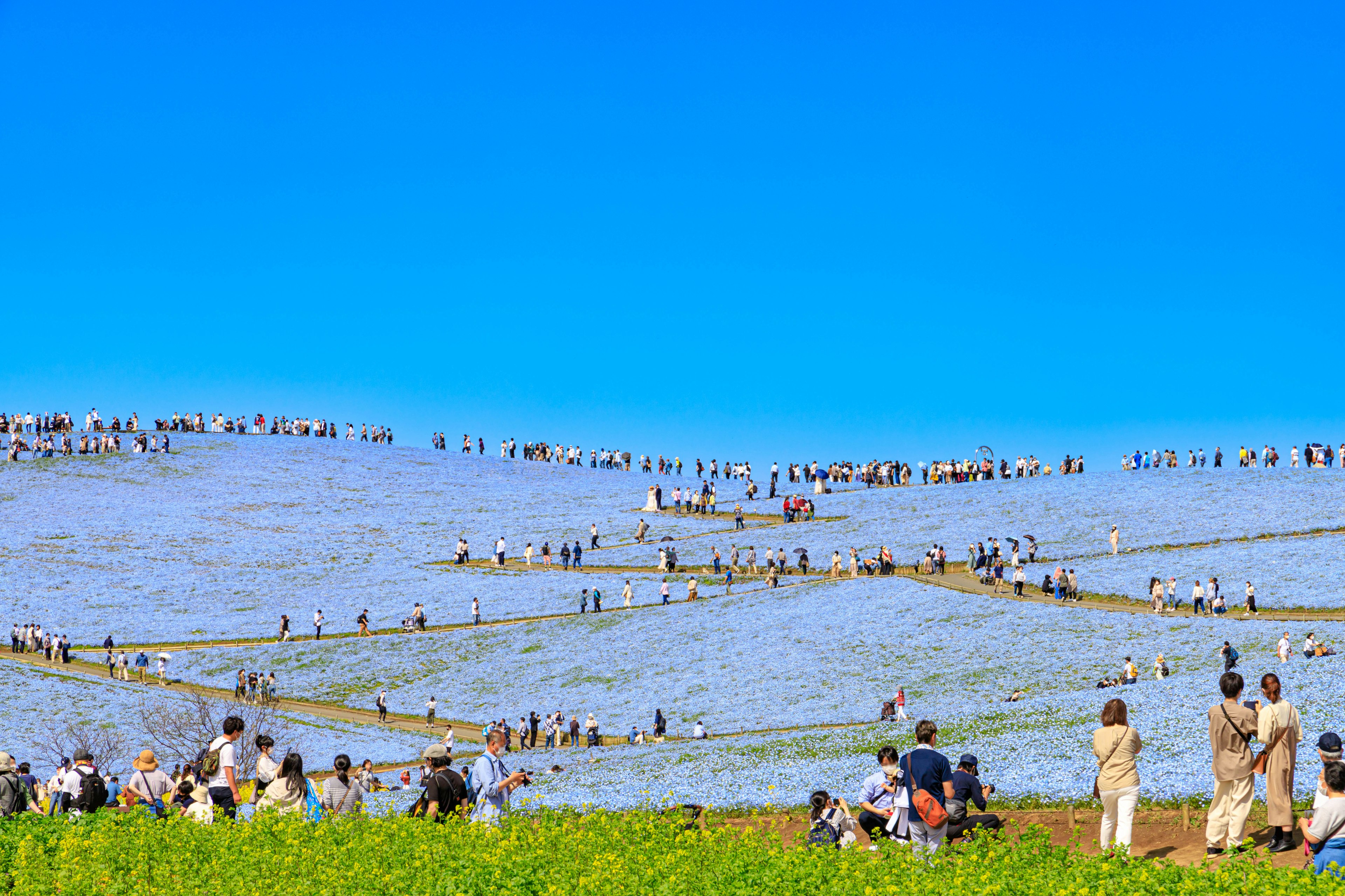 Amplio campo de flores nemophila bajo un cielo azul claro con visitantes