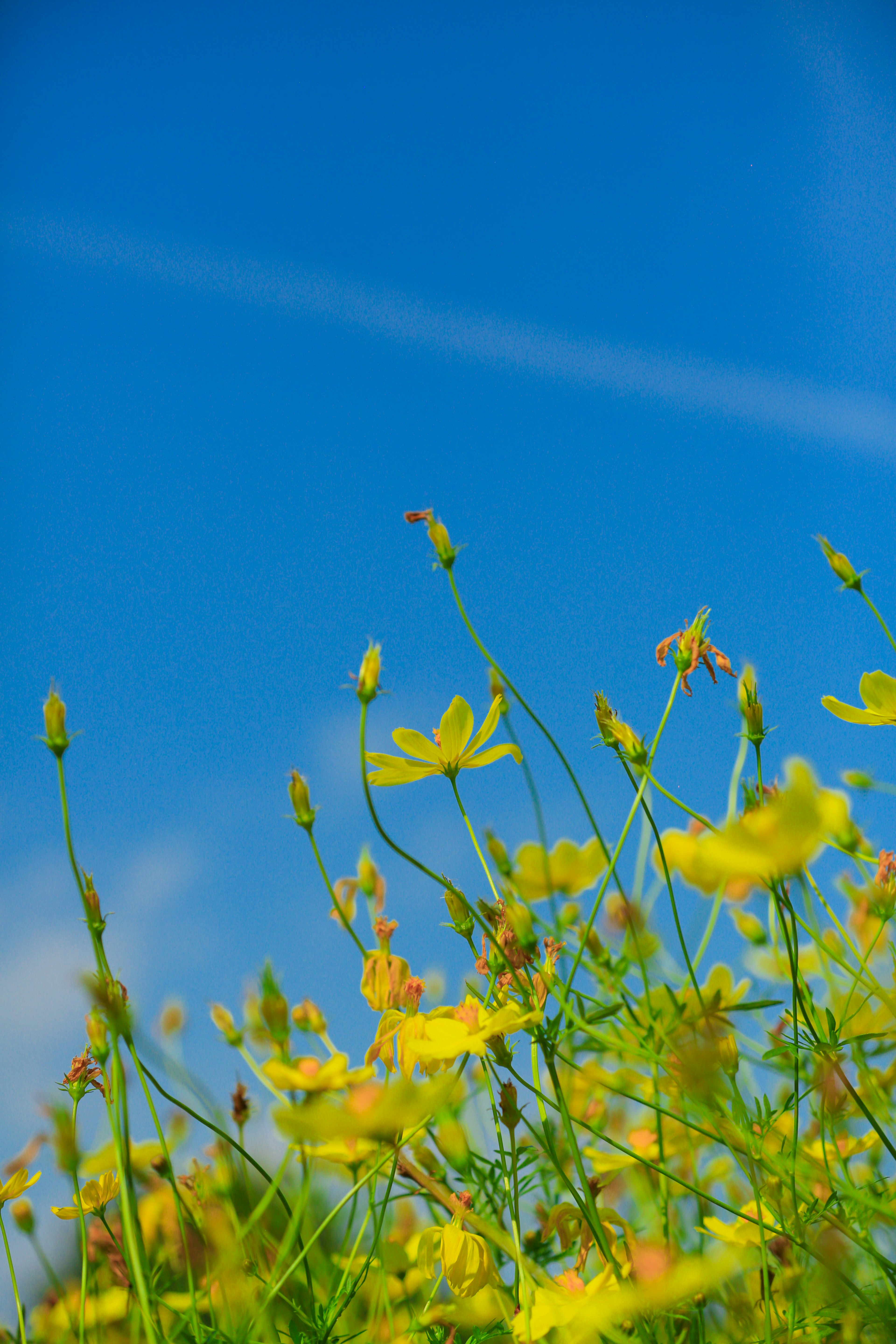 Groupe de fleurs jaunes sous un ciel bleu