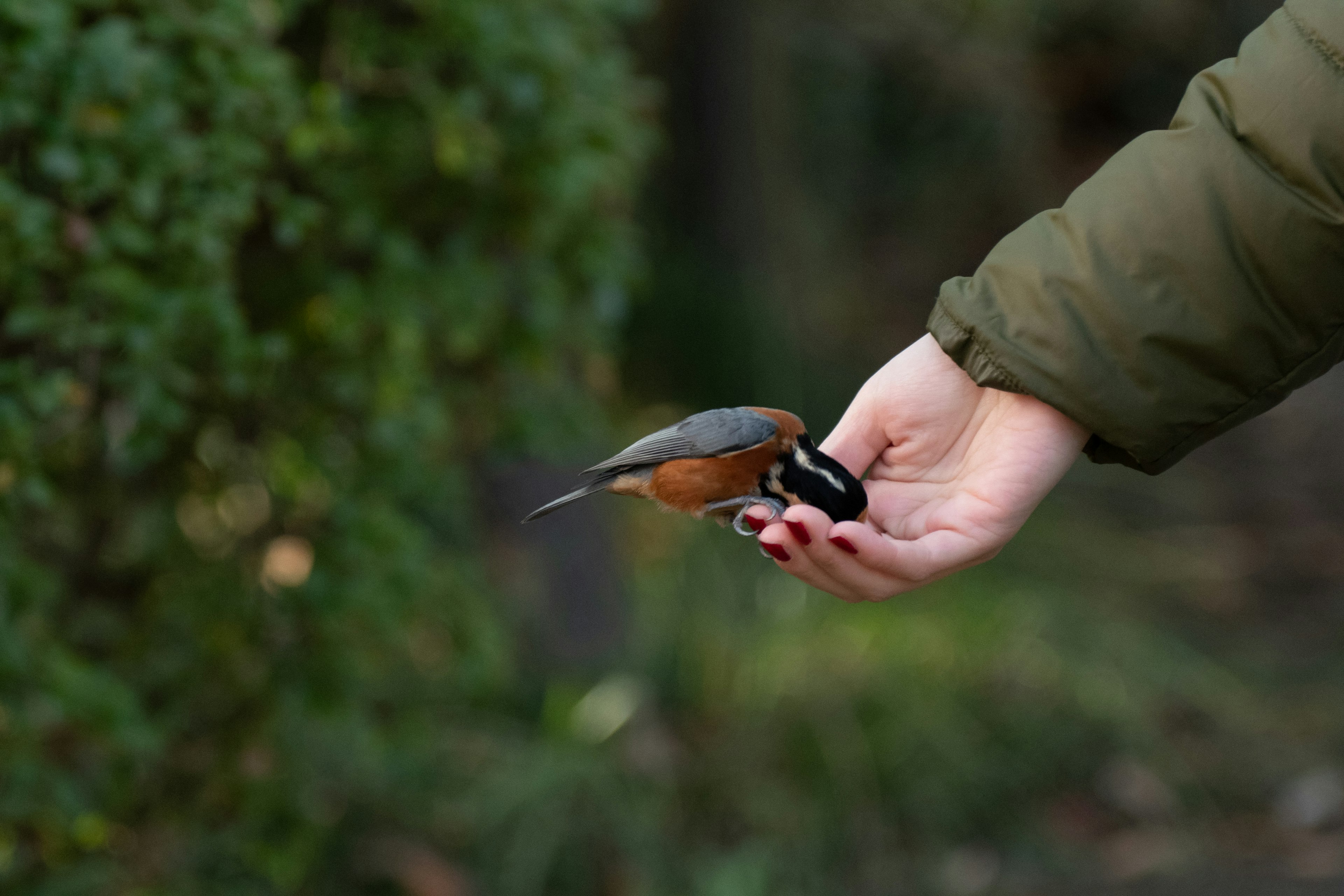 A small bird perched on an open hand with a green background