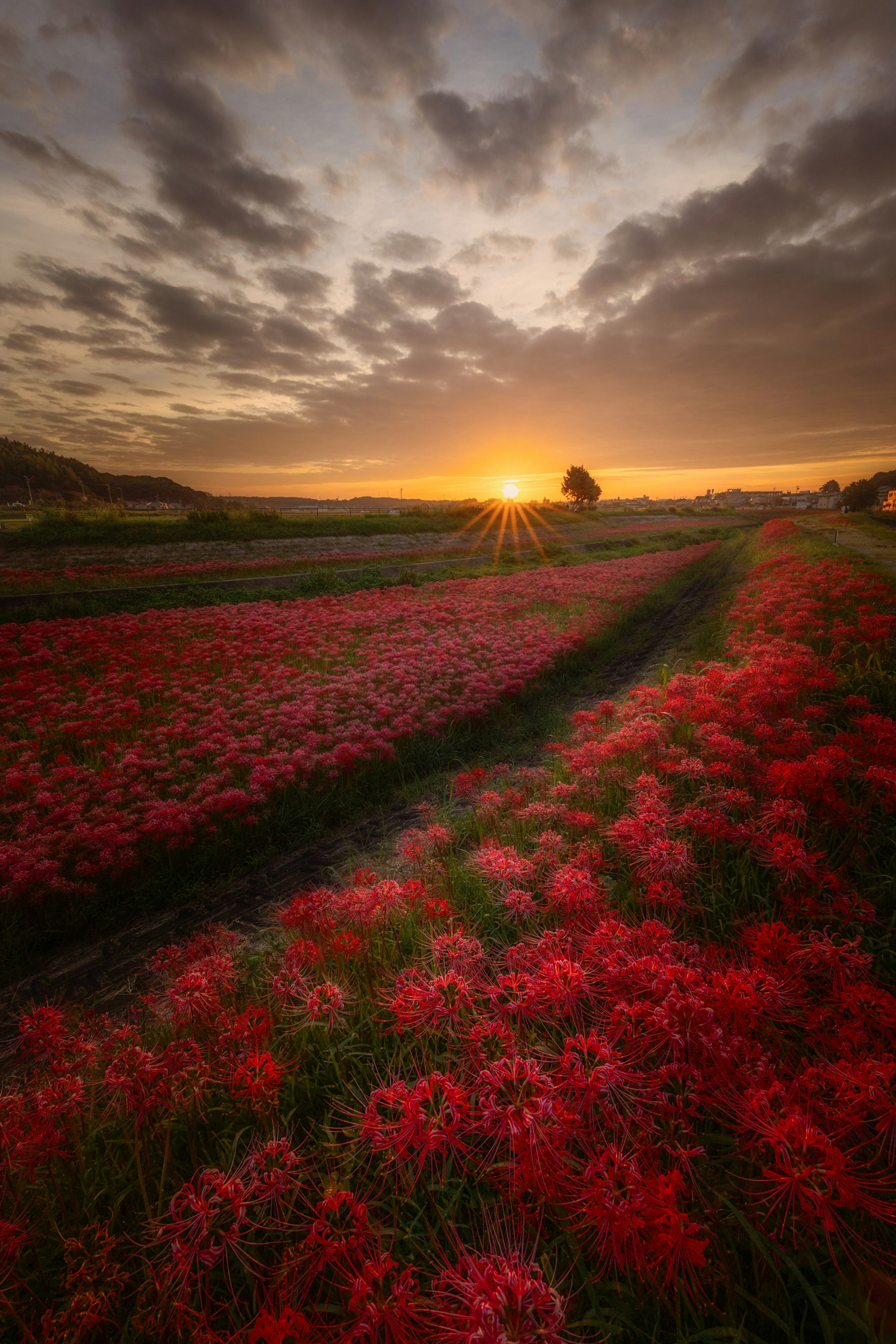 Landschaft mit roten Blumen und Sonnenuntergang im Hintergrund