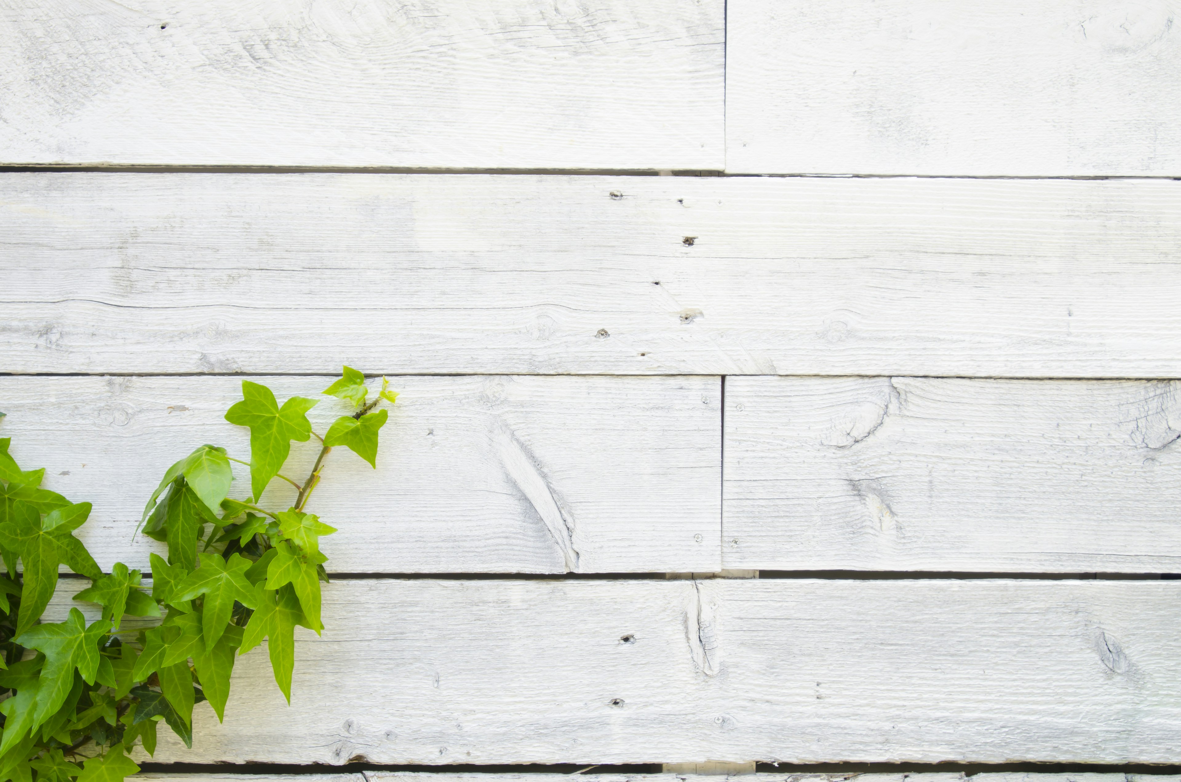 Pared de madera blanca con planta de hojas verdes