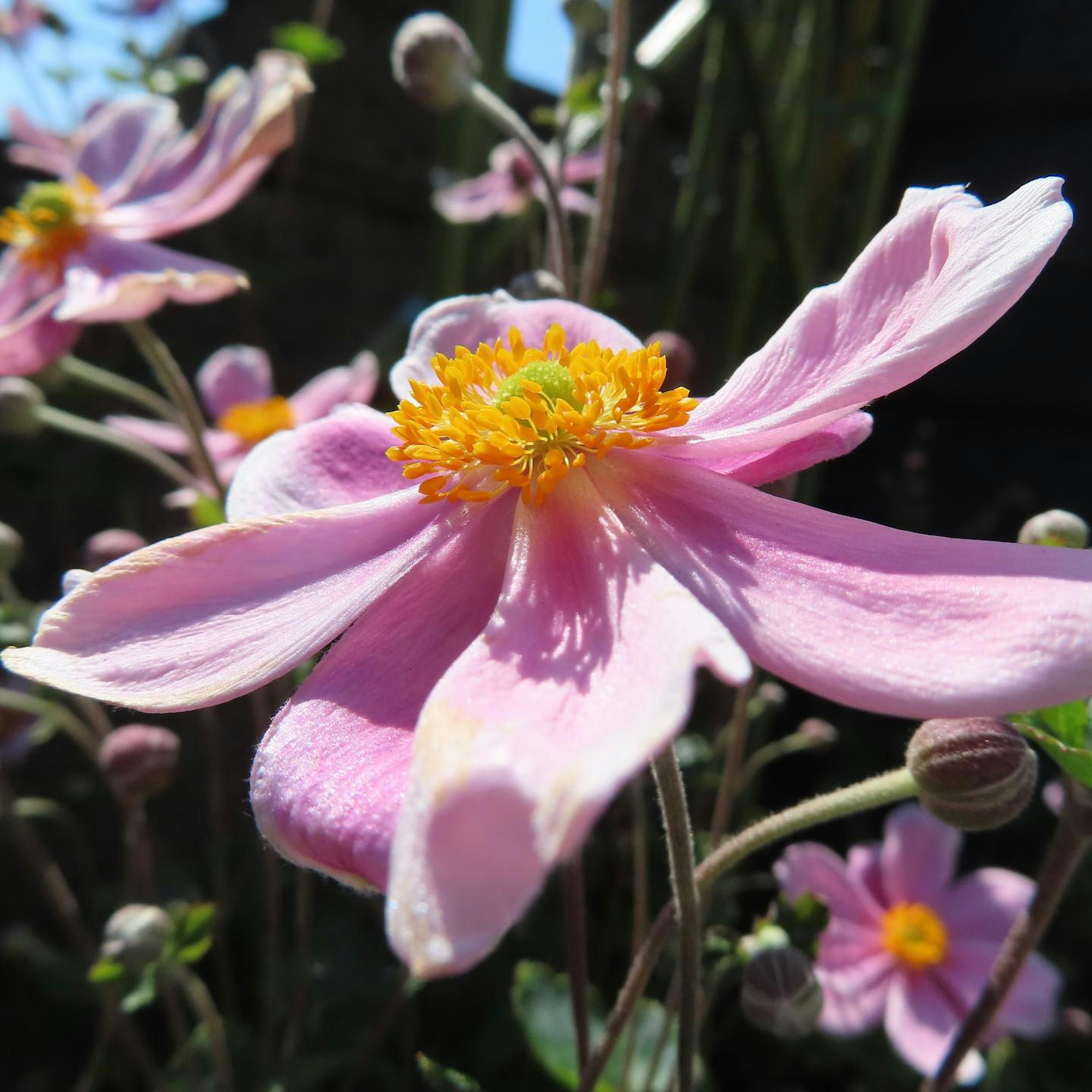 Close-up of pink anemone flower with yellow center