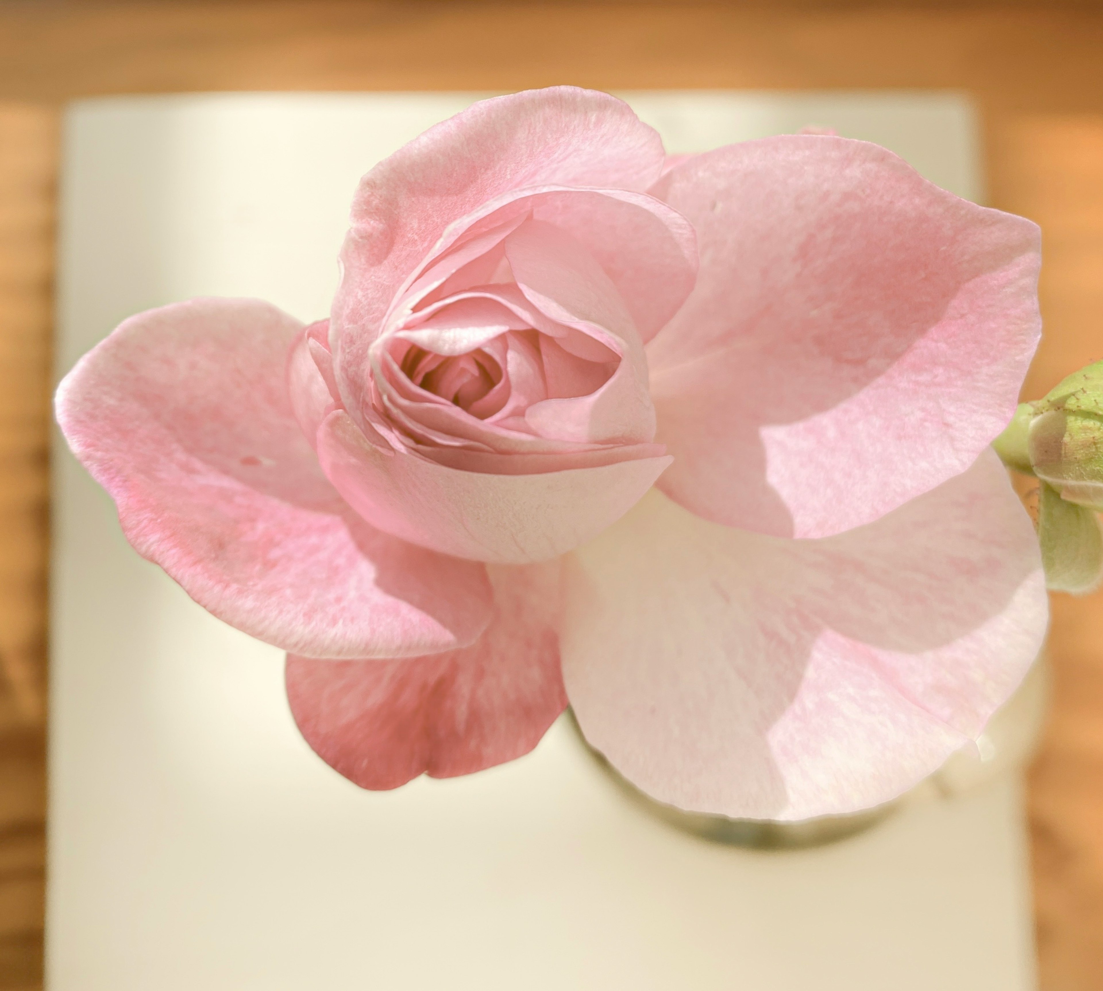 Vista dall'alto di un fiore con petali rosa