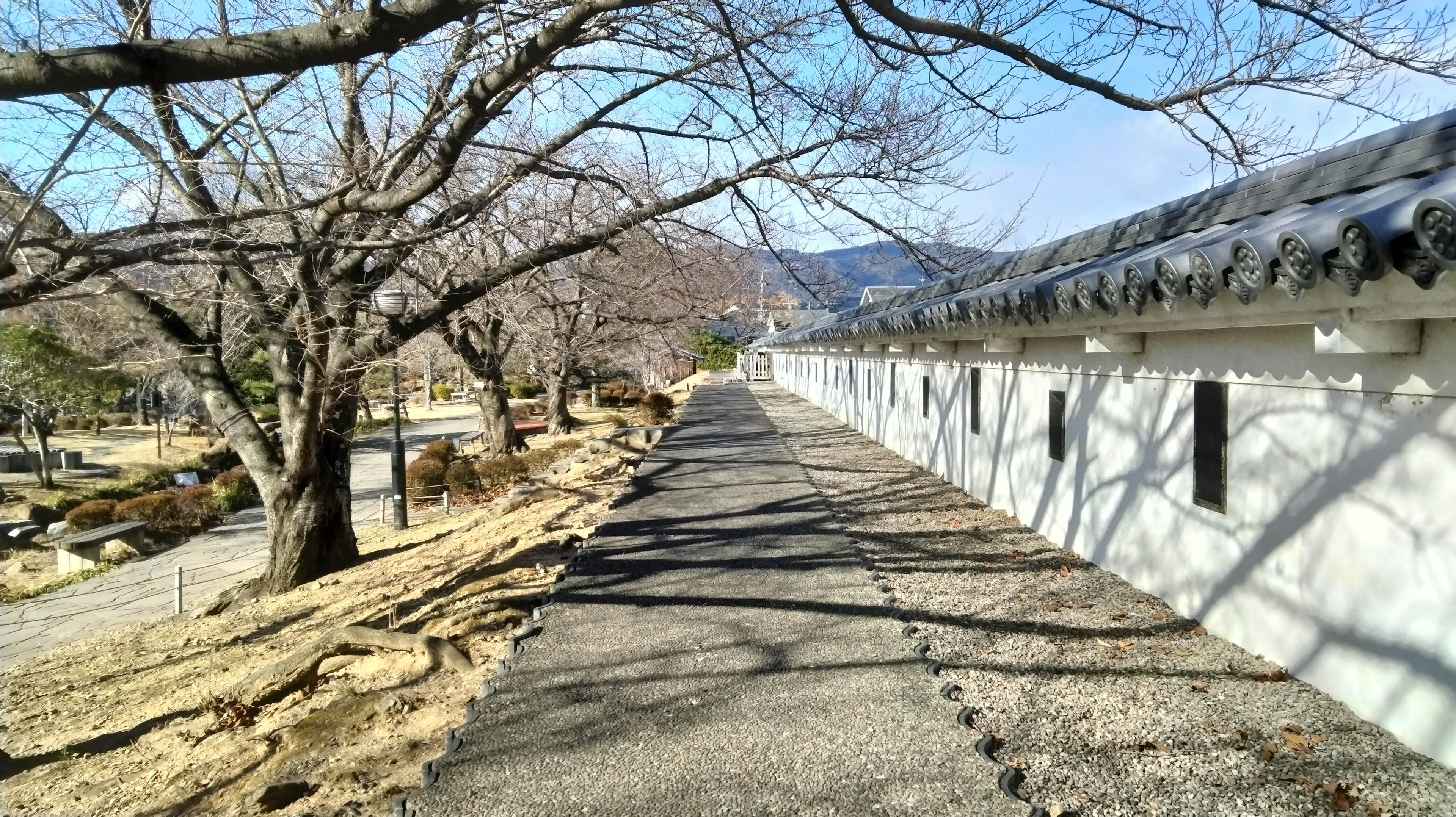 桜の木が並ぶ歩道と白い壁の建物