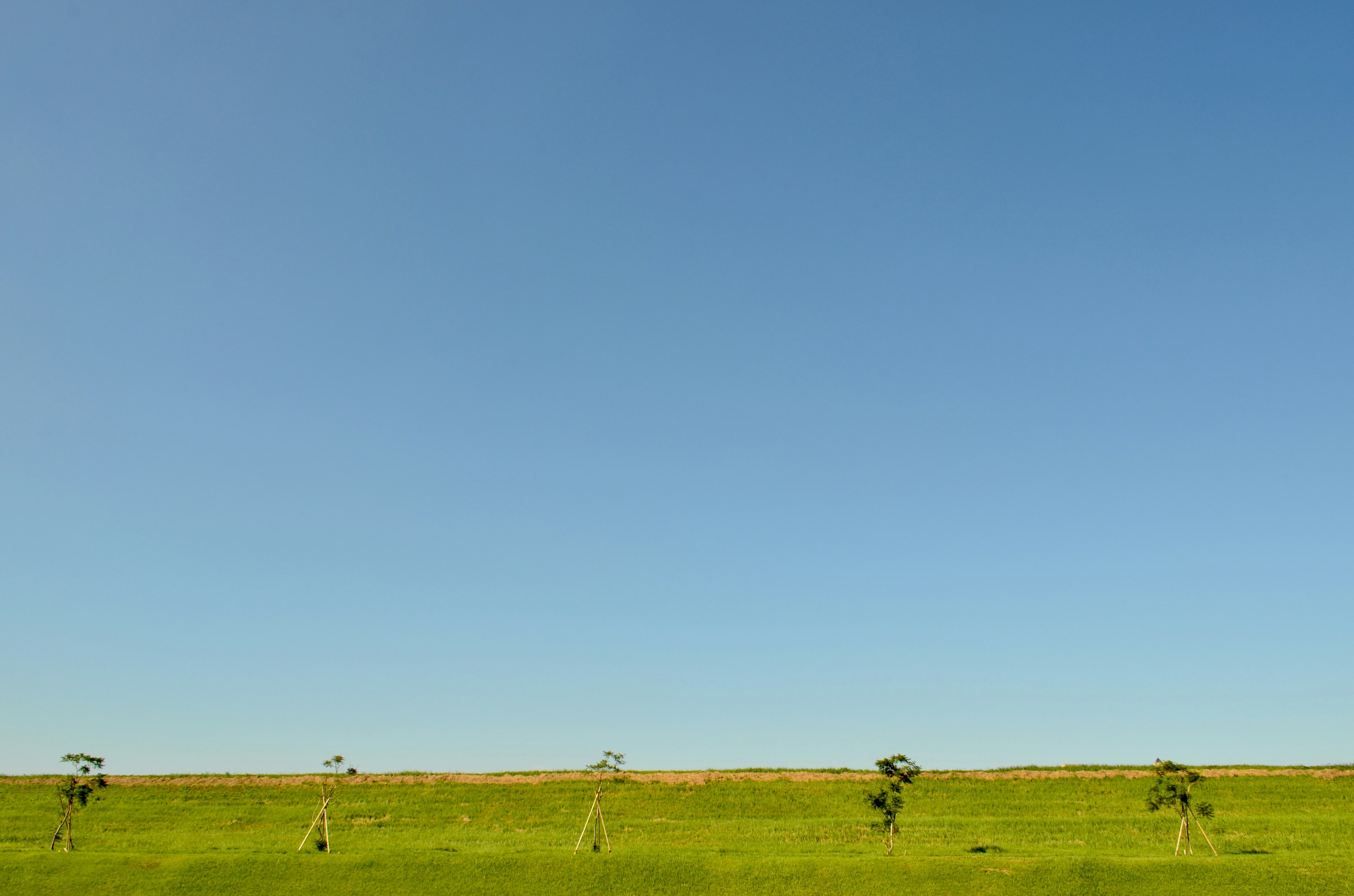 Green field under a clear blue sky with scattered trees