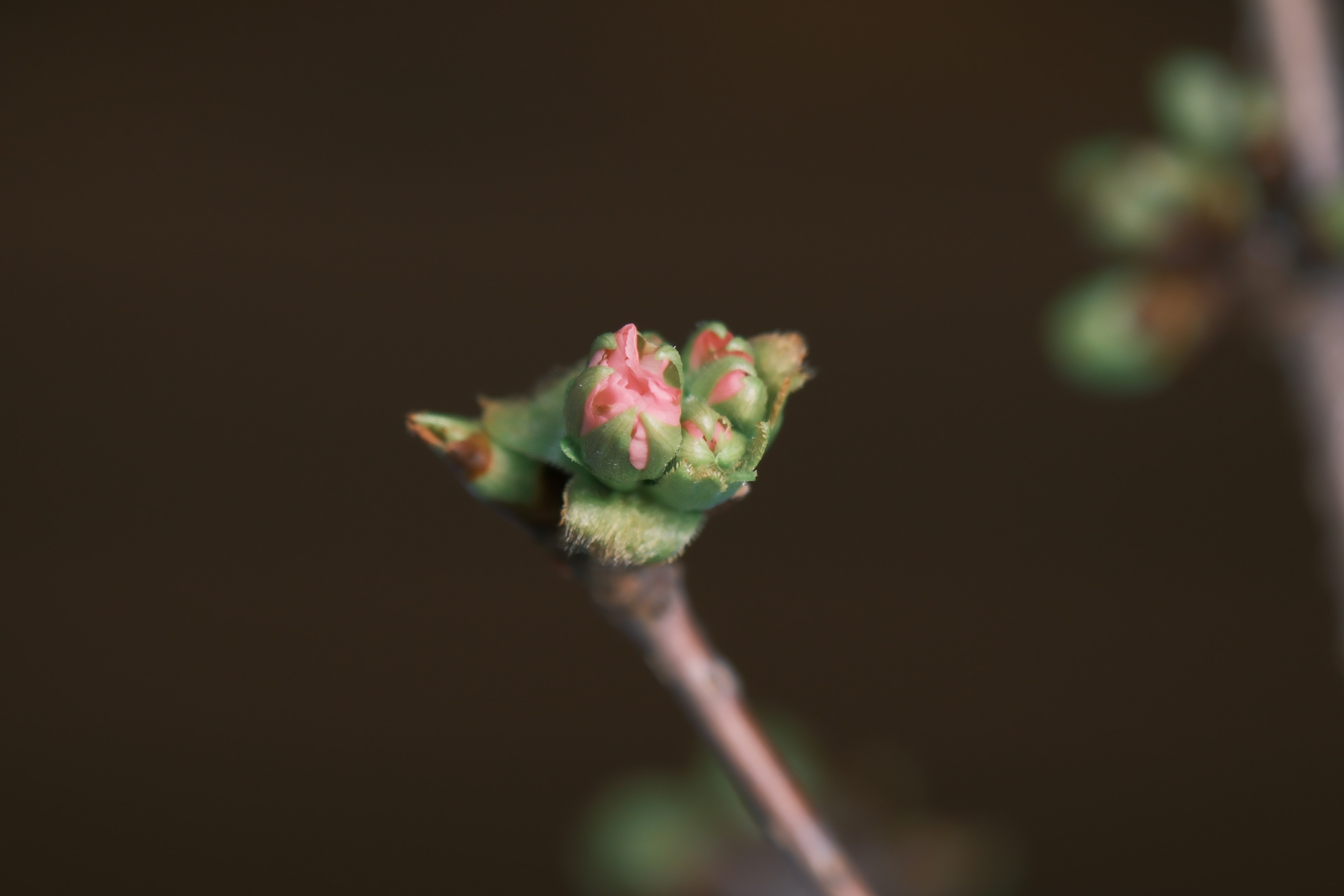 Bourgeon de plante avec des feuilles vertes et des fleurs roses