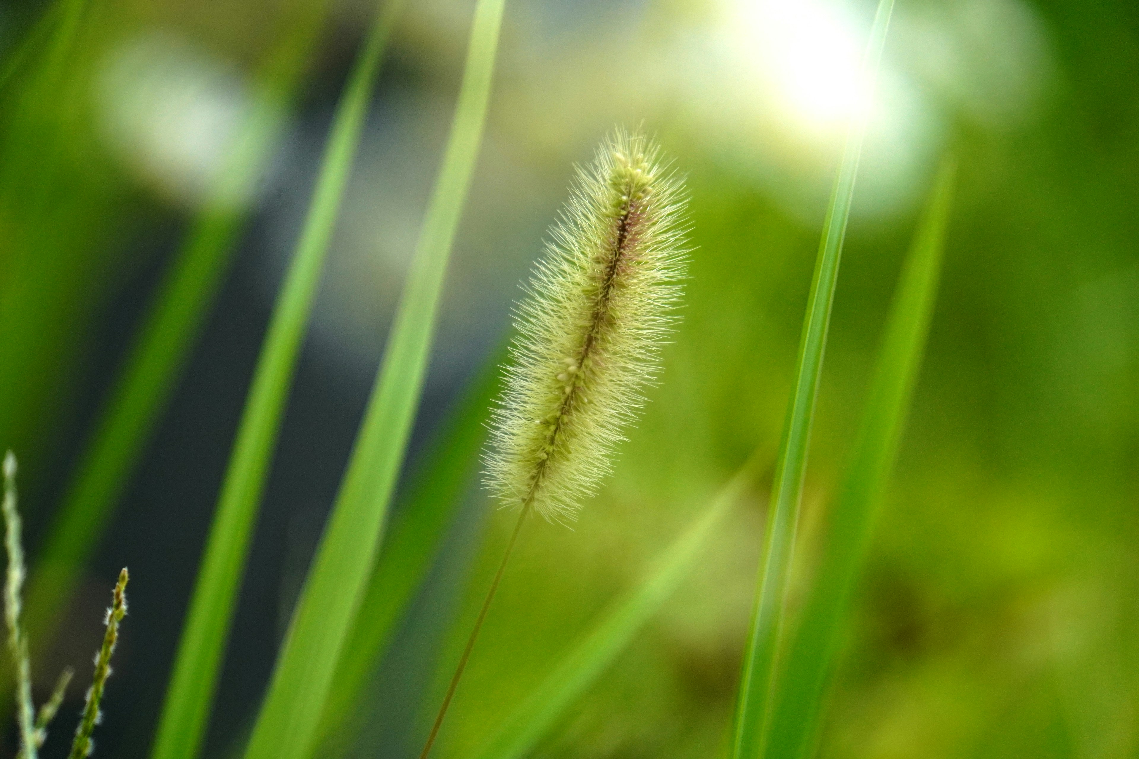 Tumbuhan berbulu di antara rumput hijau