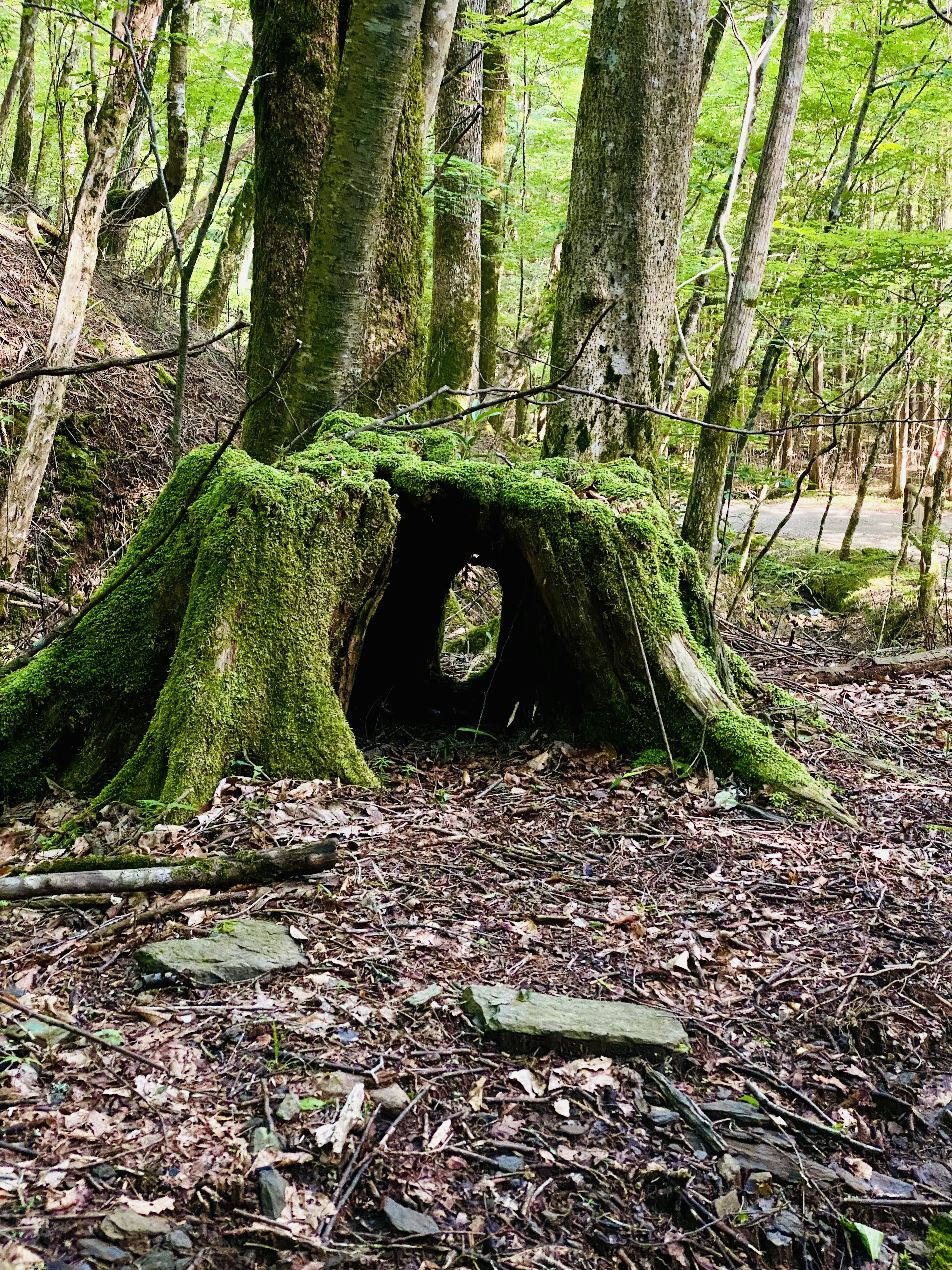 緑の苔で覆われた木の根元に穴が開いた景色