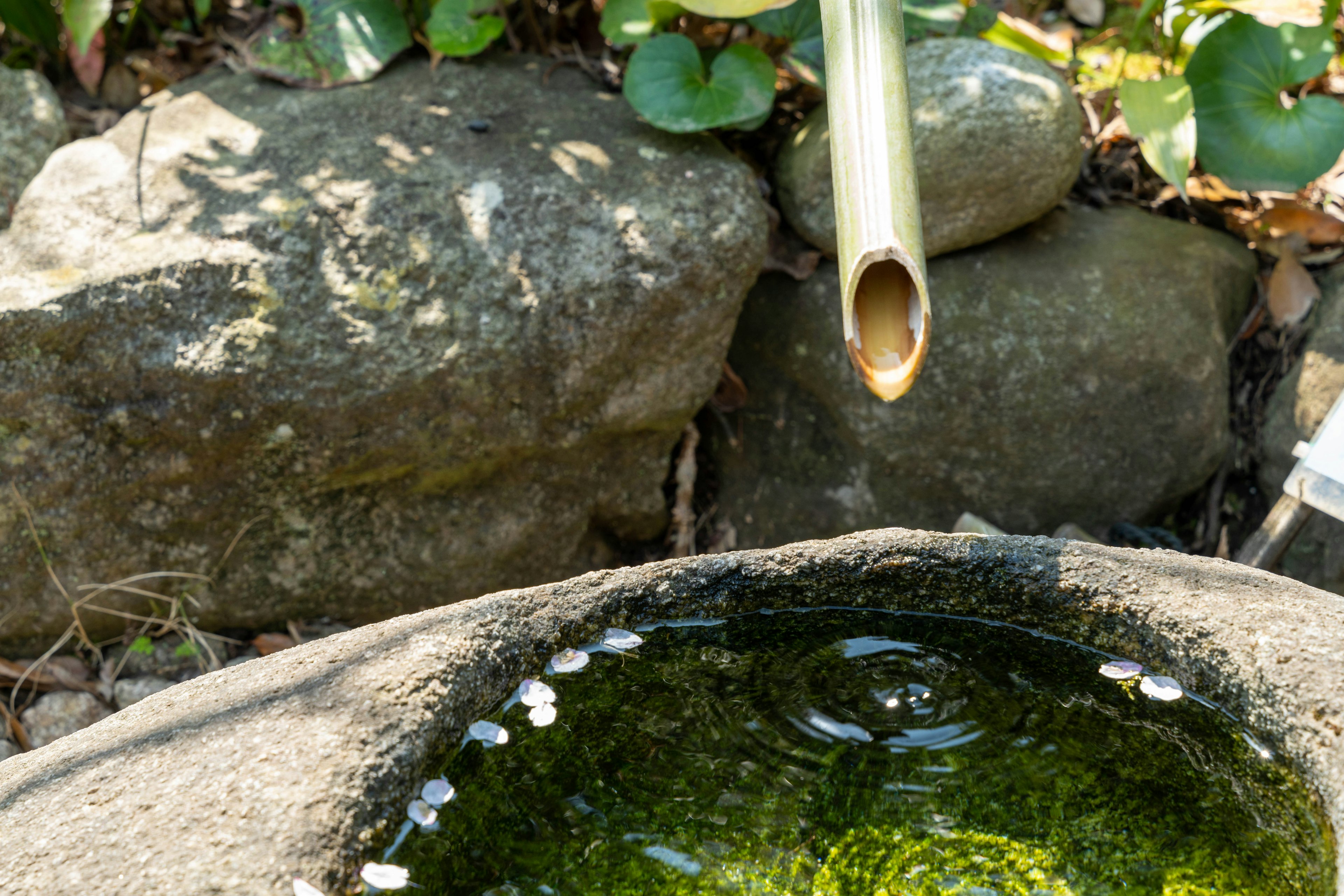 Un tubo di bambù che versa acqua in una vasca di pietra con acqua verde e petali galleggianti