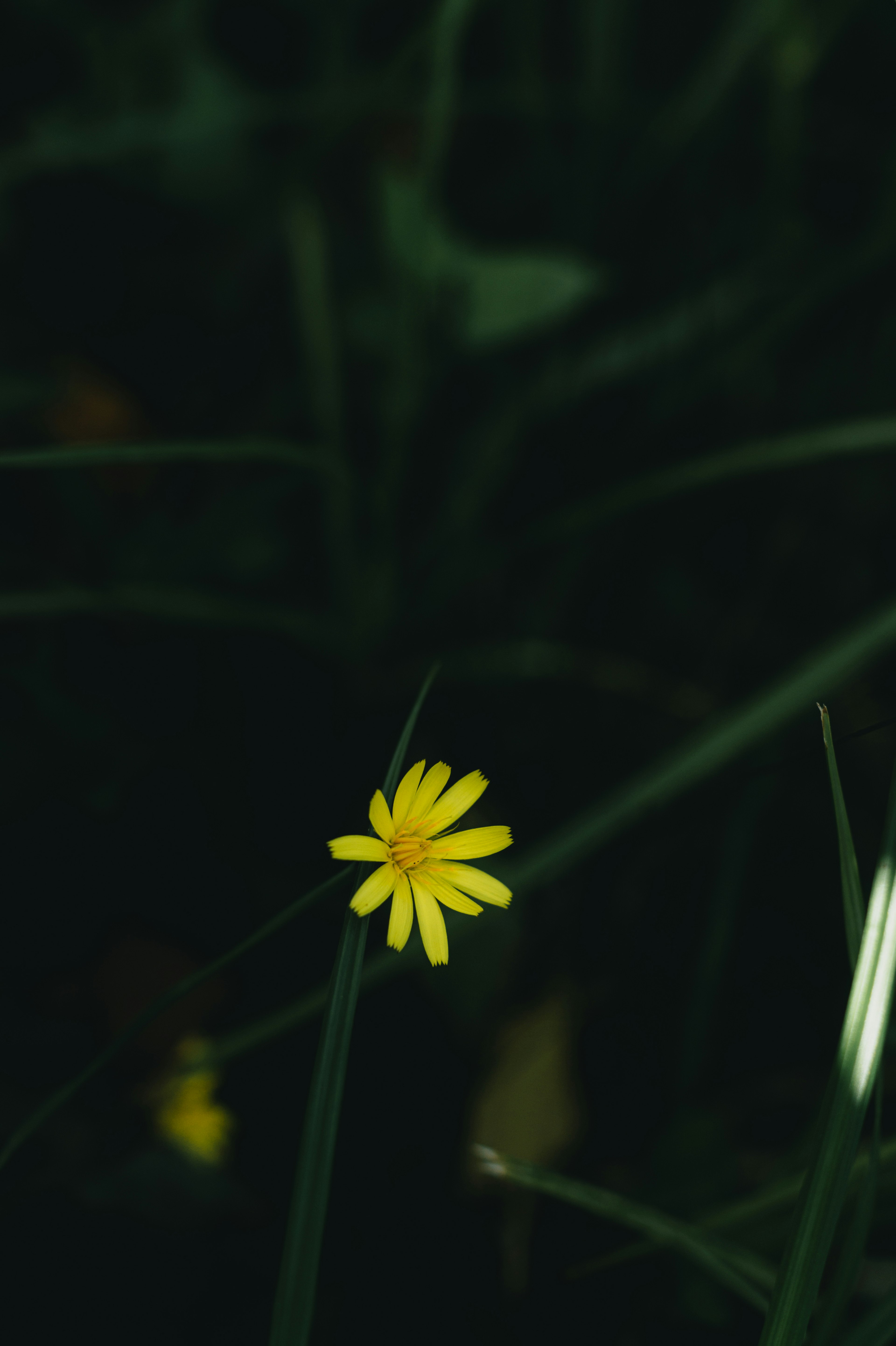 Un fiore giallo che sboccia tra l'erba verde scura