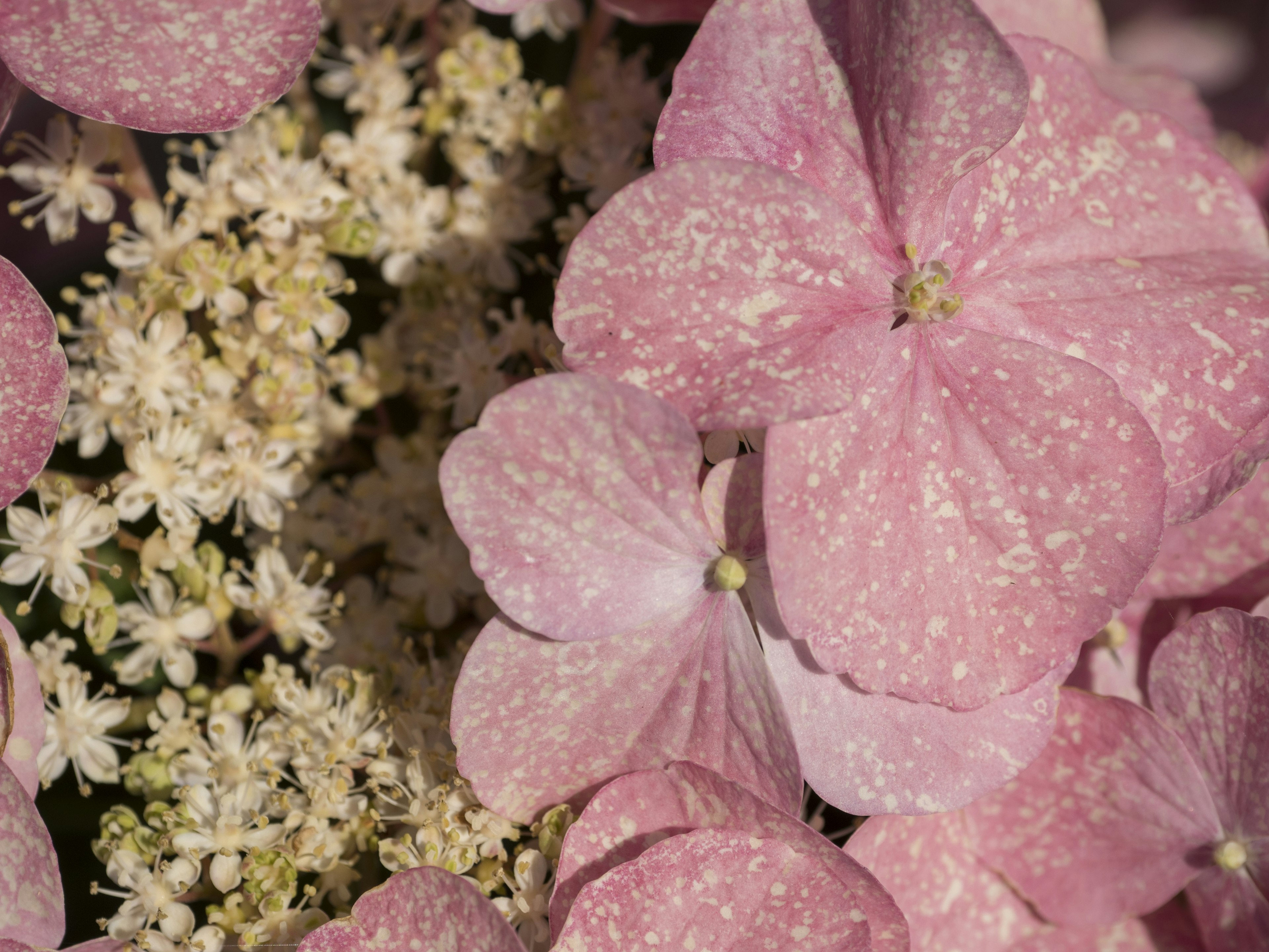 Primer plano de flores de hortensia rosa pálido y pequeñas flores blancas