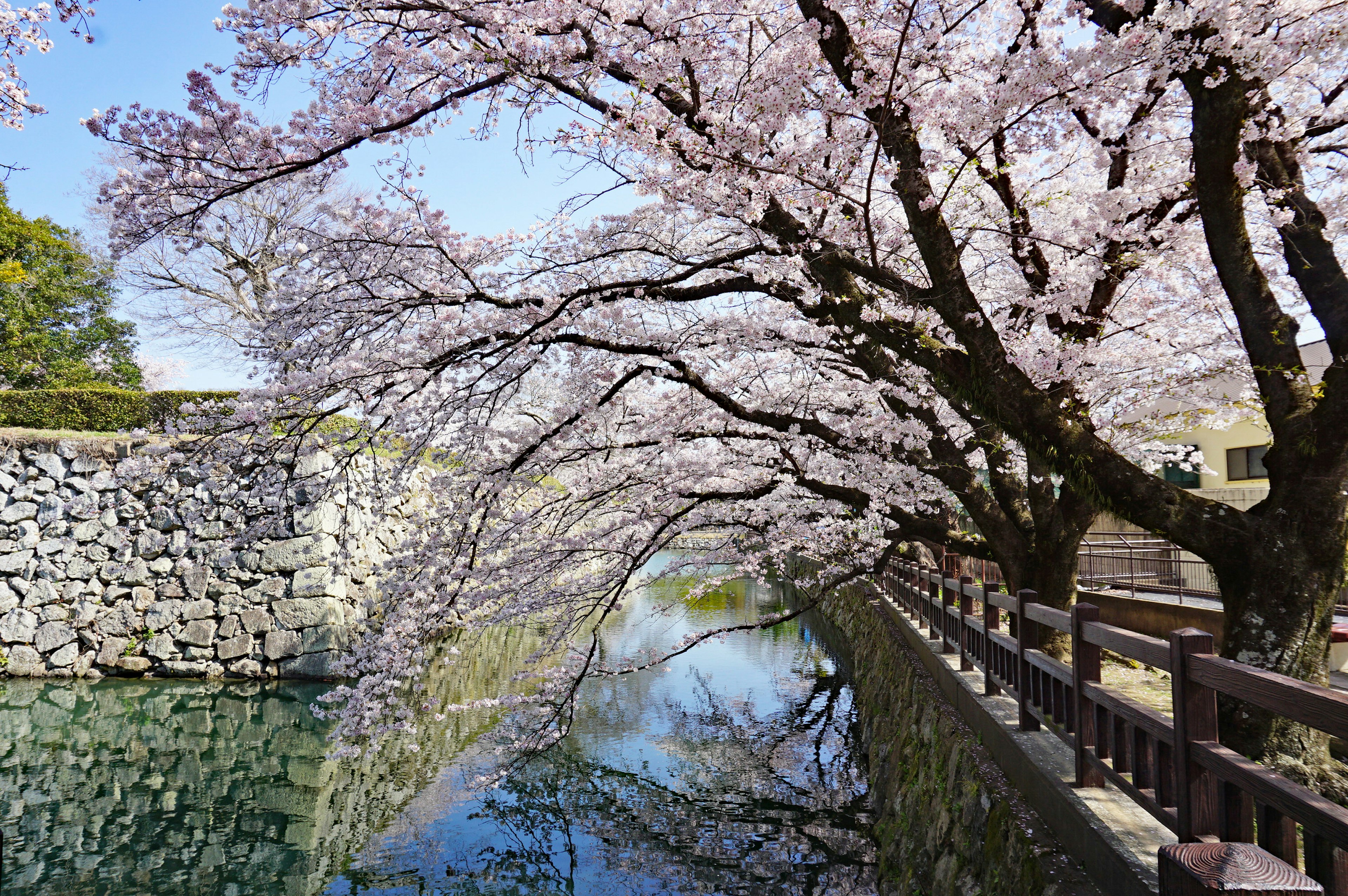 ทิวทัศน์ที่สวยงามของต้นซากุระสะท้อนในน้ำ