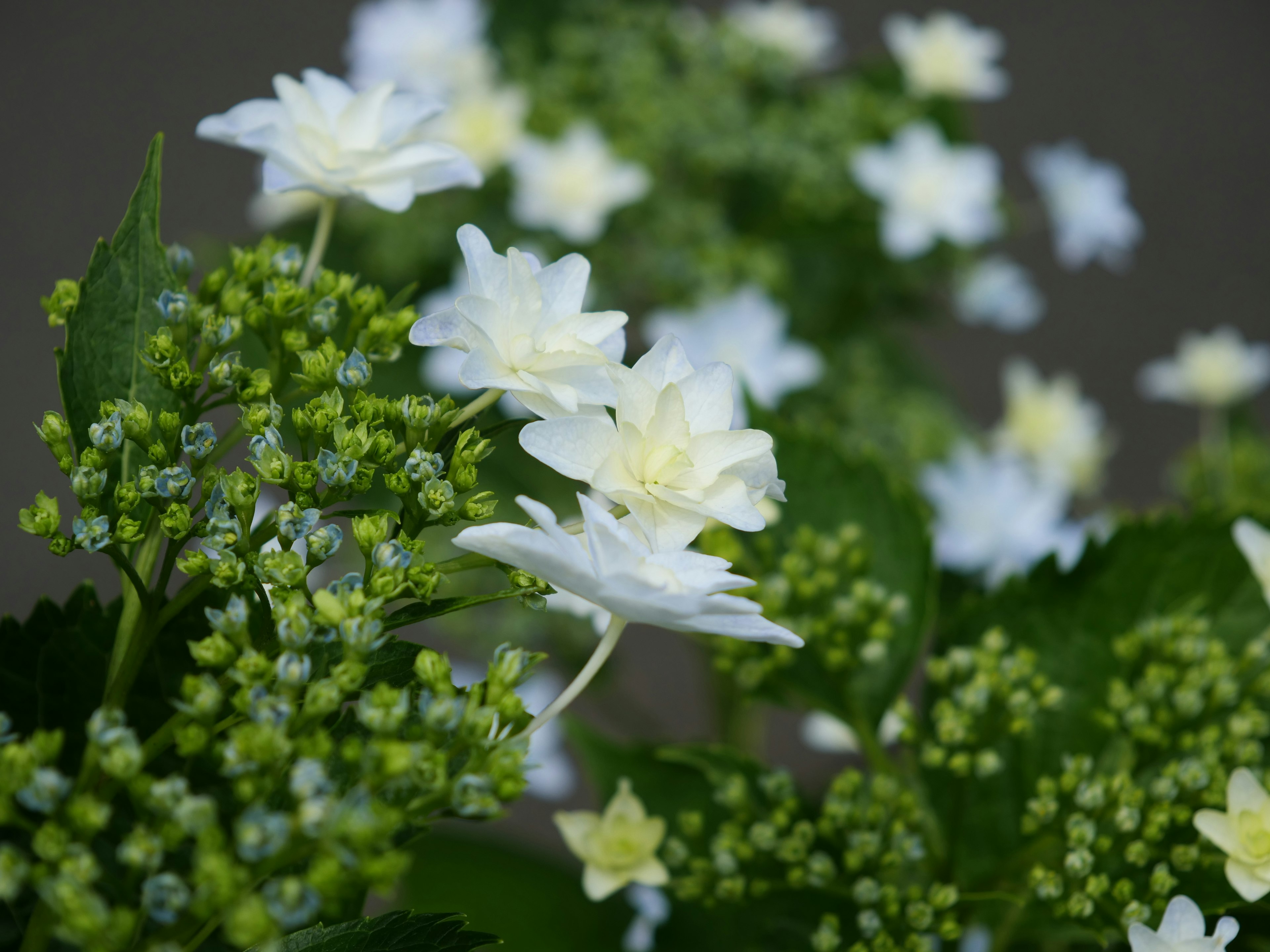 Primo piano di una pianta con fiori bianchi e foglie verdi