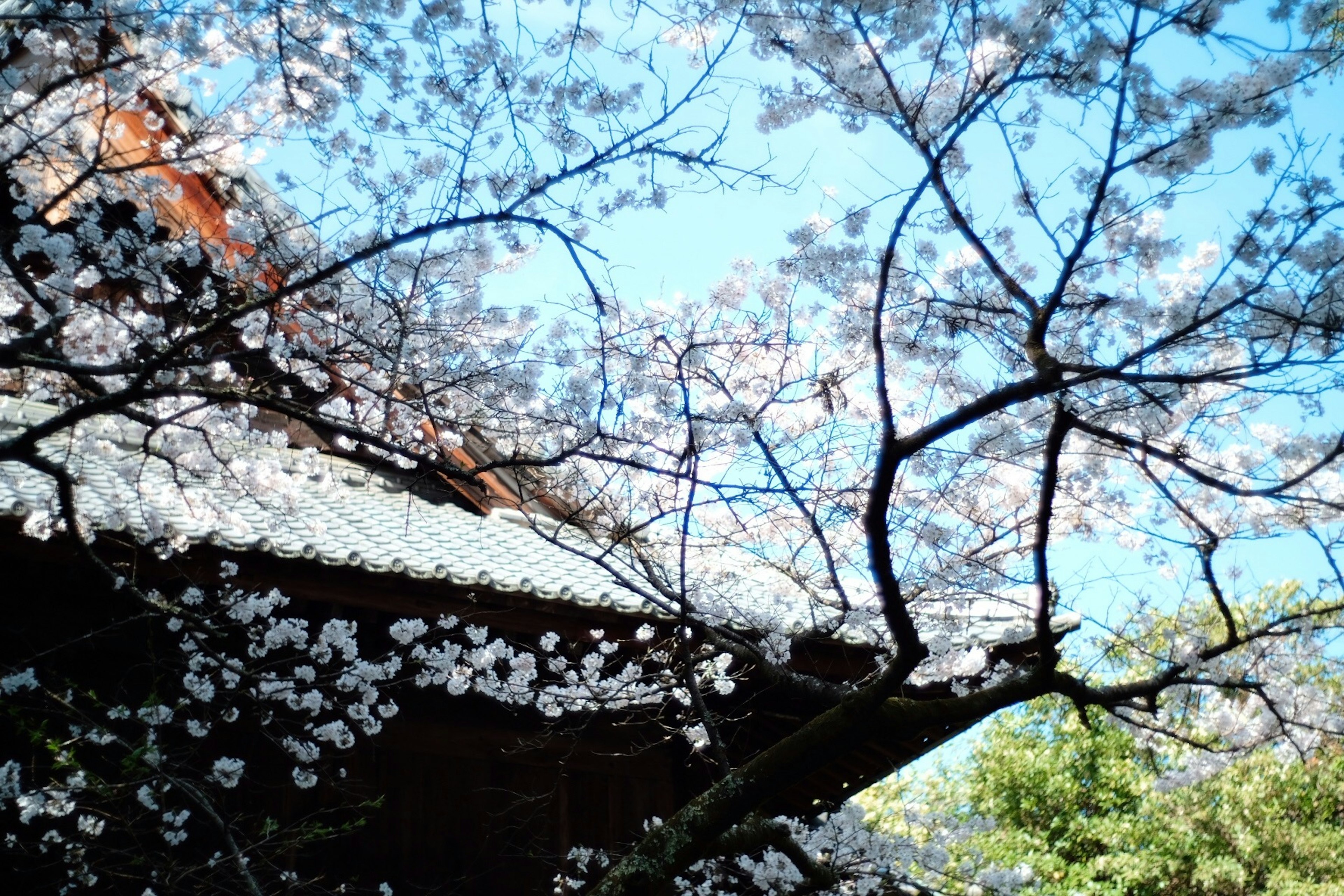 Kirschbaum in voller Blüte mit einem traditionellen japanischen Gebäude und blauem Himmel