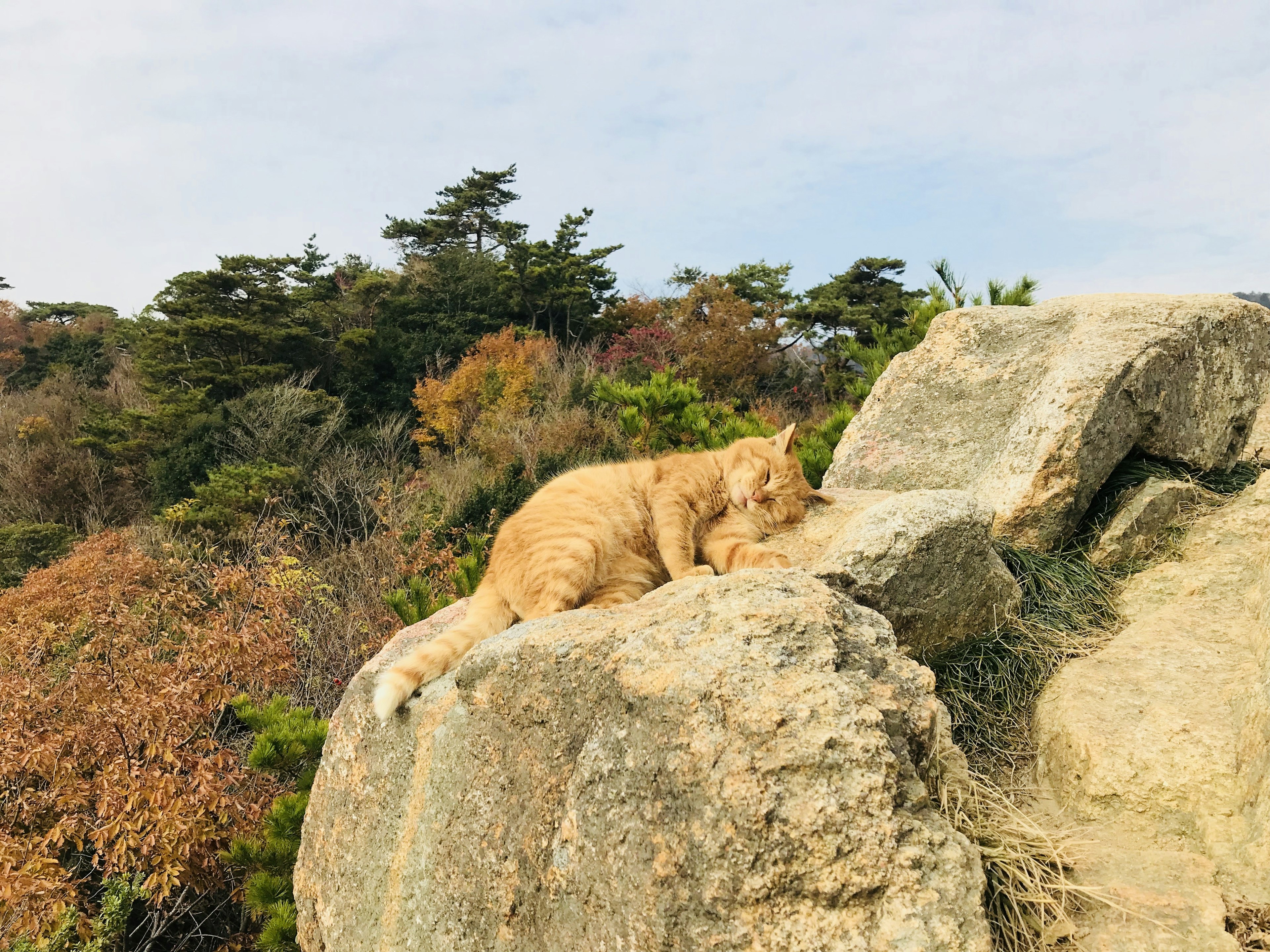 Gato naranja descansando sobre una roca con la naturaleza circundante