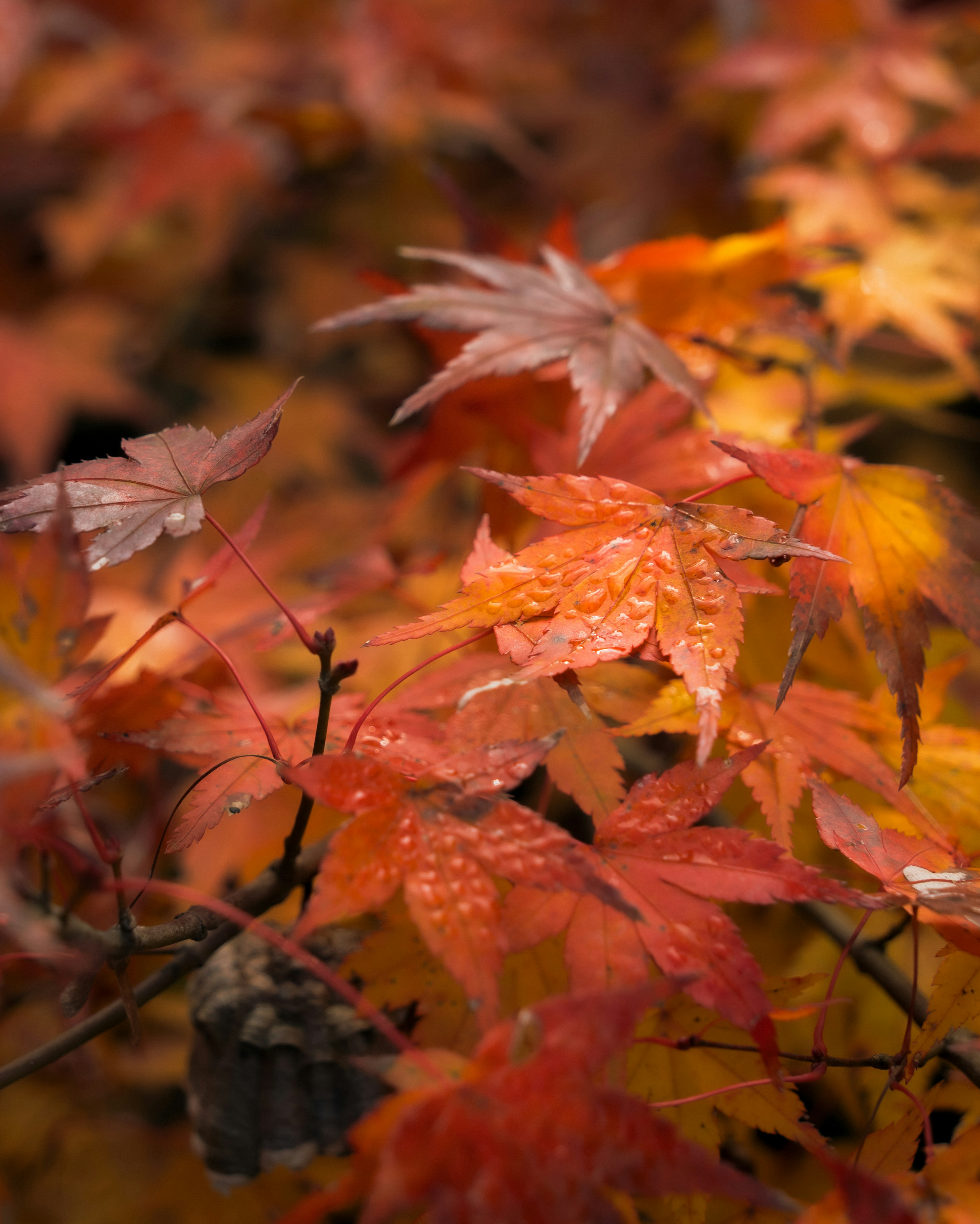 Hojas de otoño vibrantes con gotas de agua