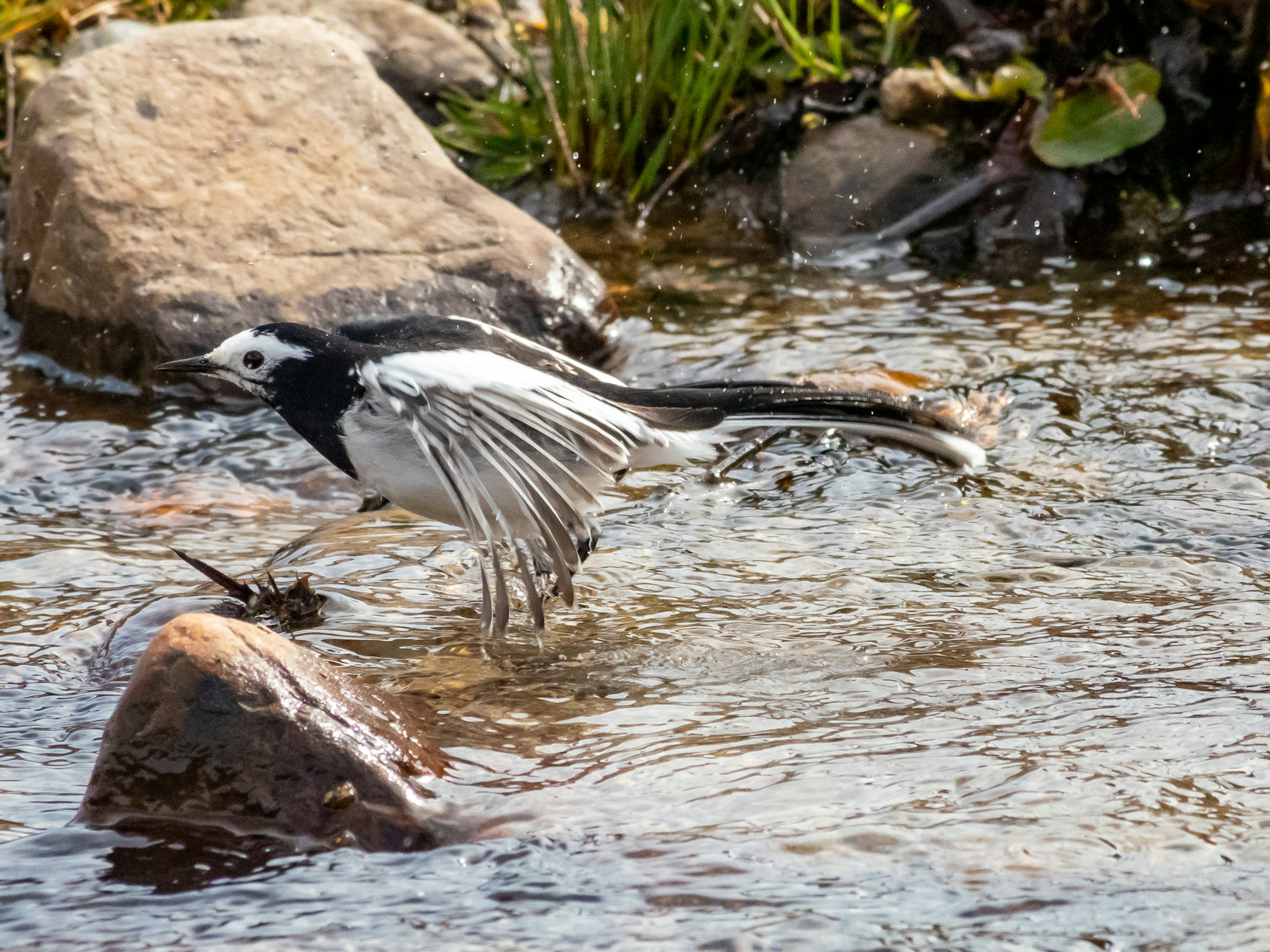 水辺の石の上を歩く白と黒の鳥の姿