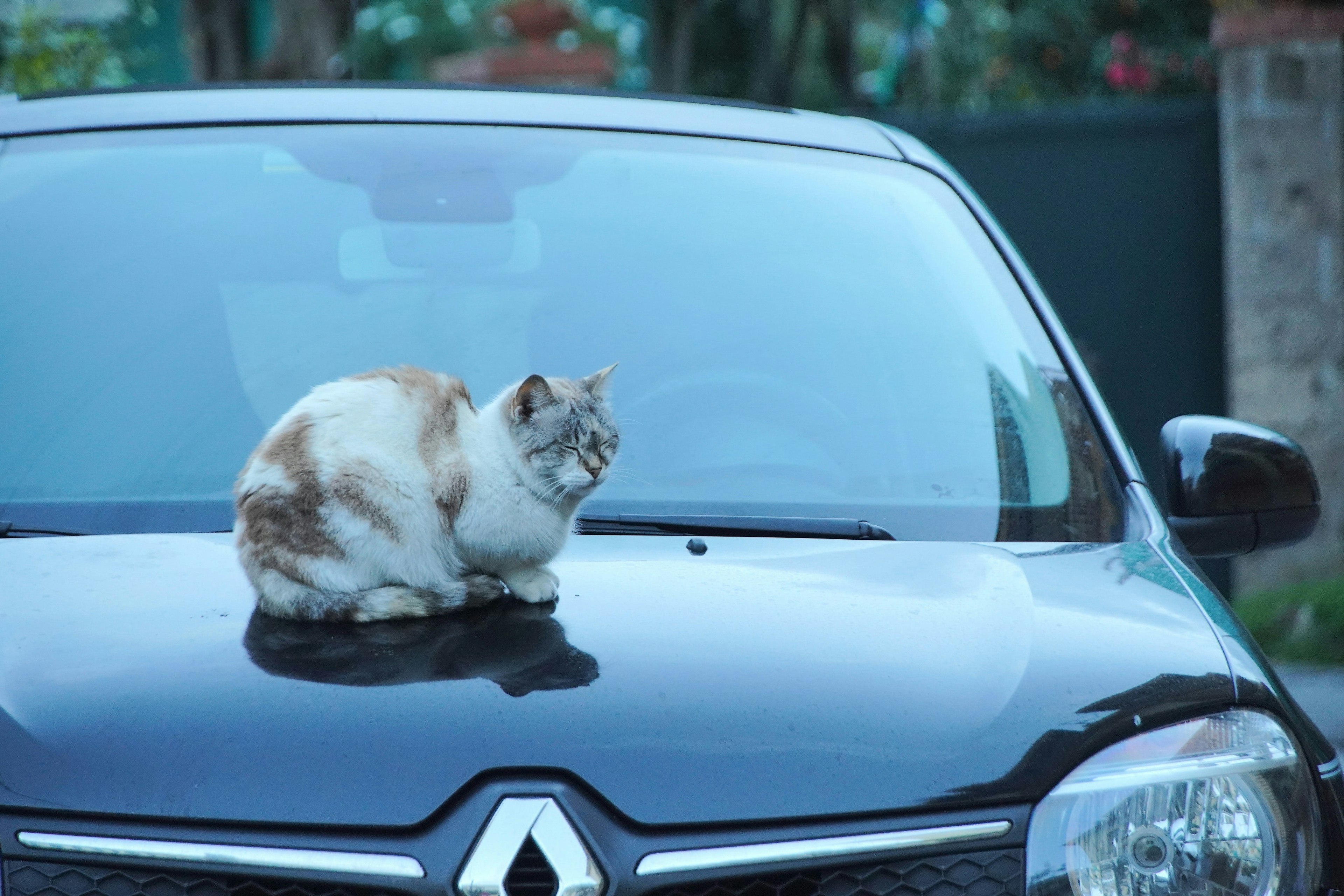 Kucing putih dan coklat duduk di kap mobil