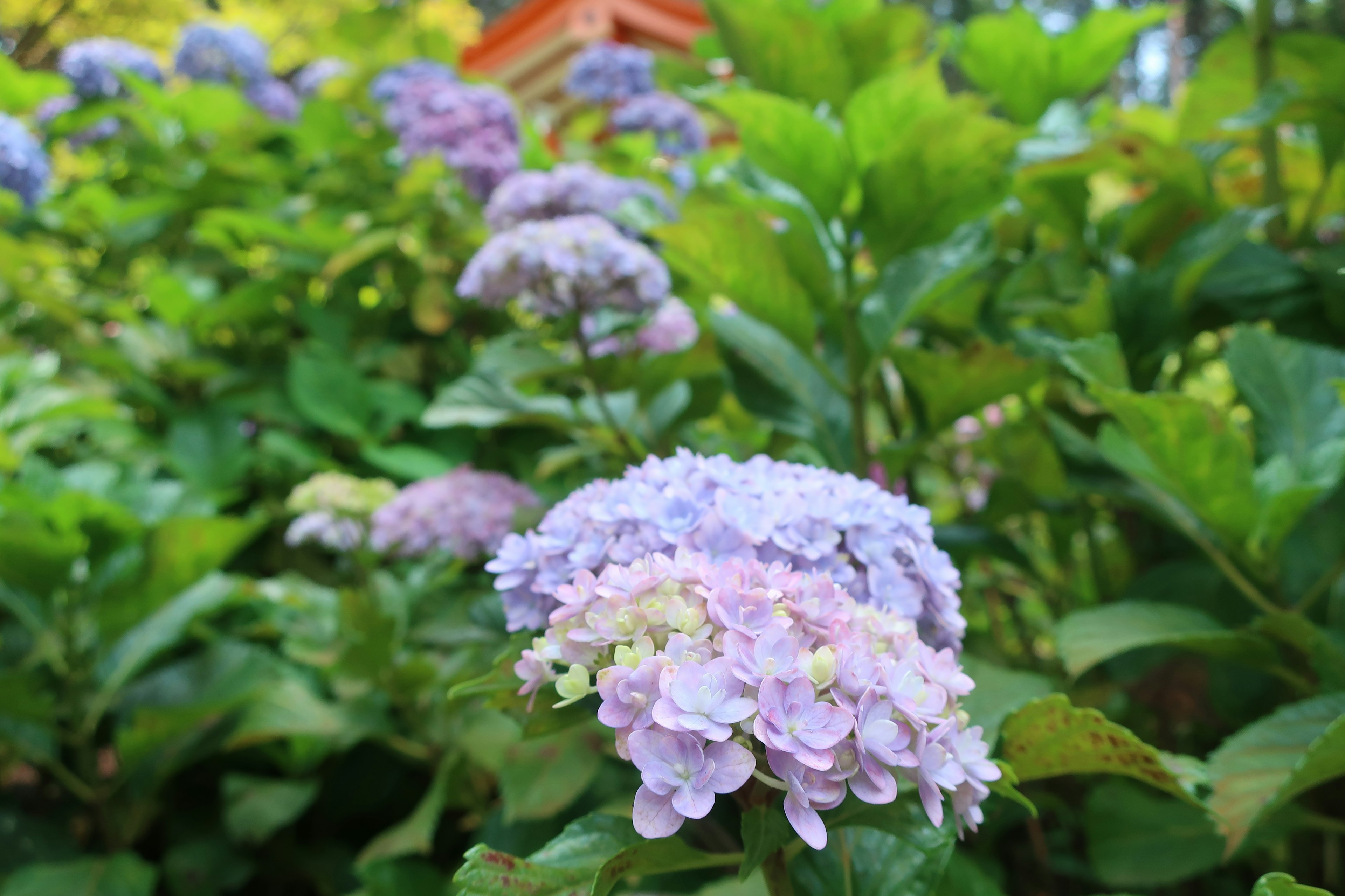 紫陽花の花が咲いている緑の葉に囲まれた風景