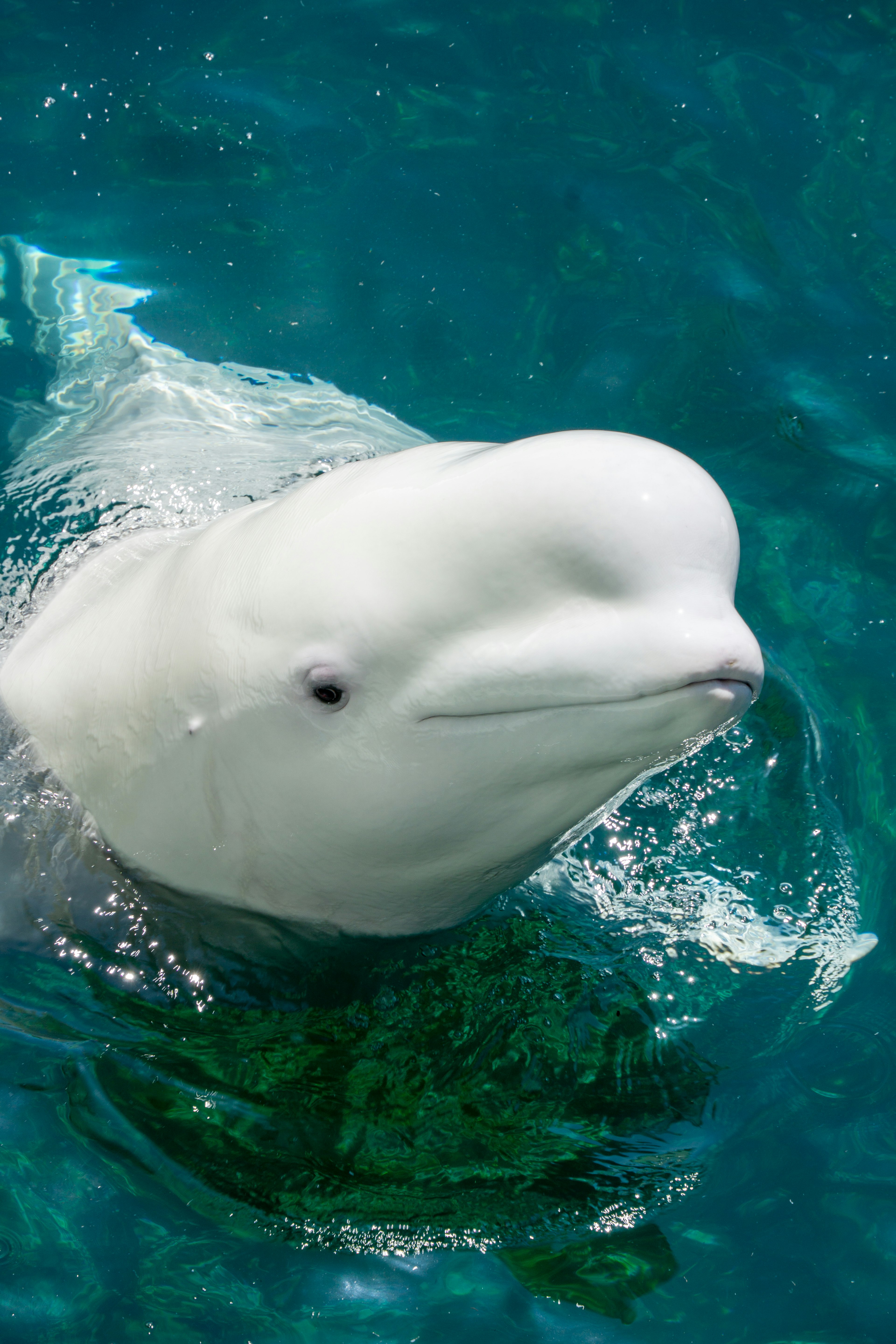 Close-up dari ikan paus beluga putih yang berenang di air biru jernih