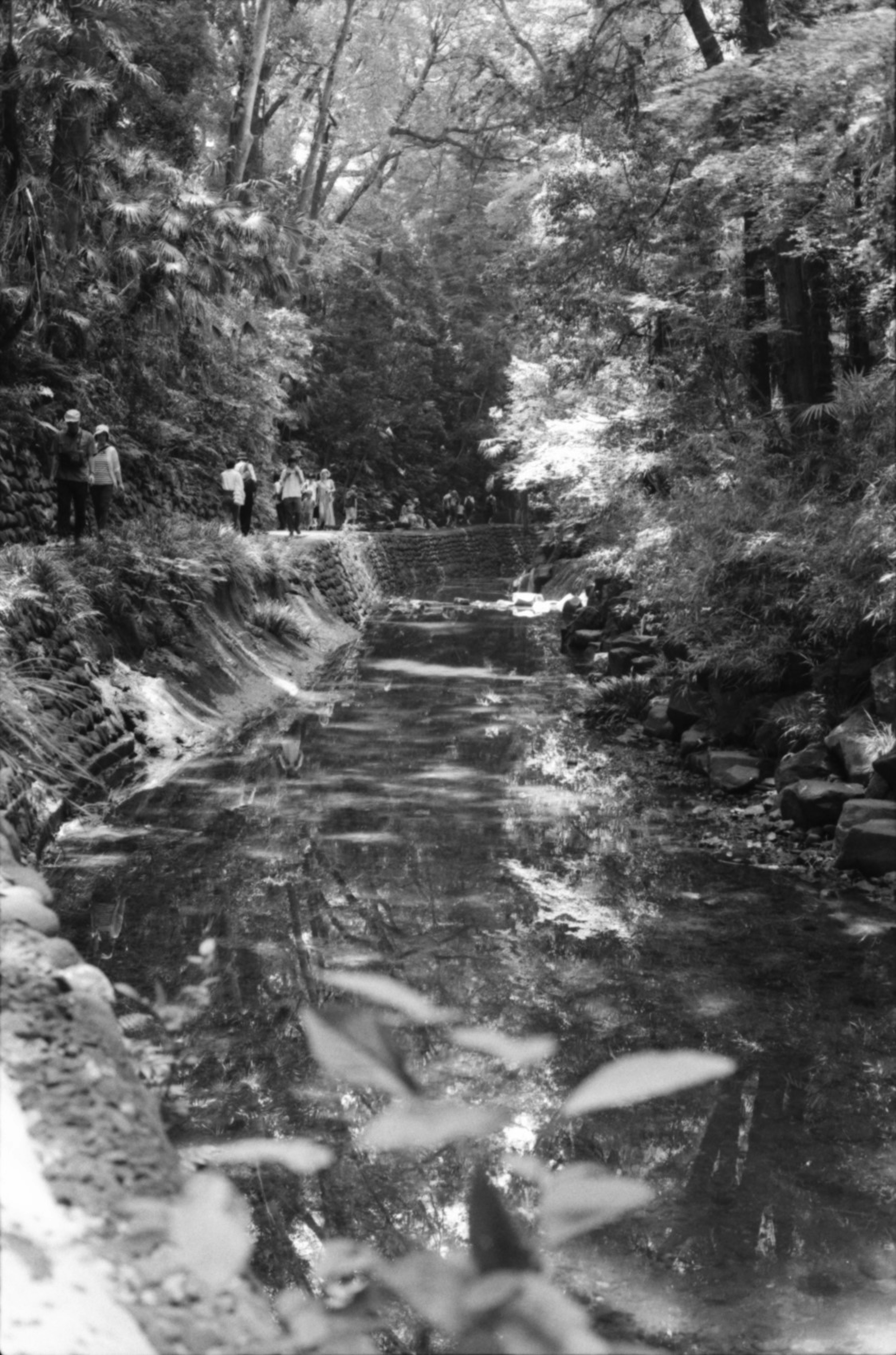 Arroyo sereno rodeado de árboles verdes exuberantes