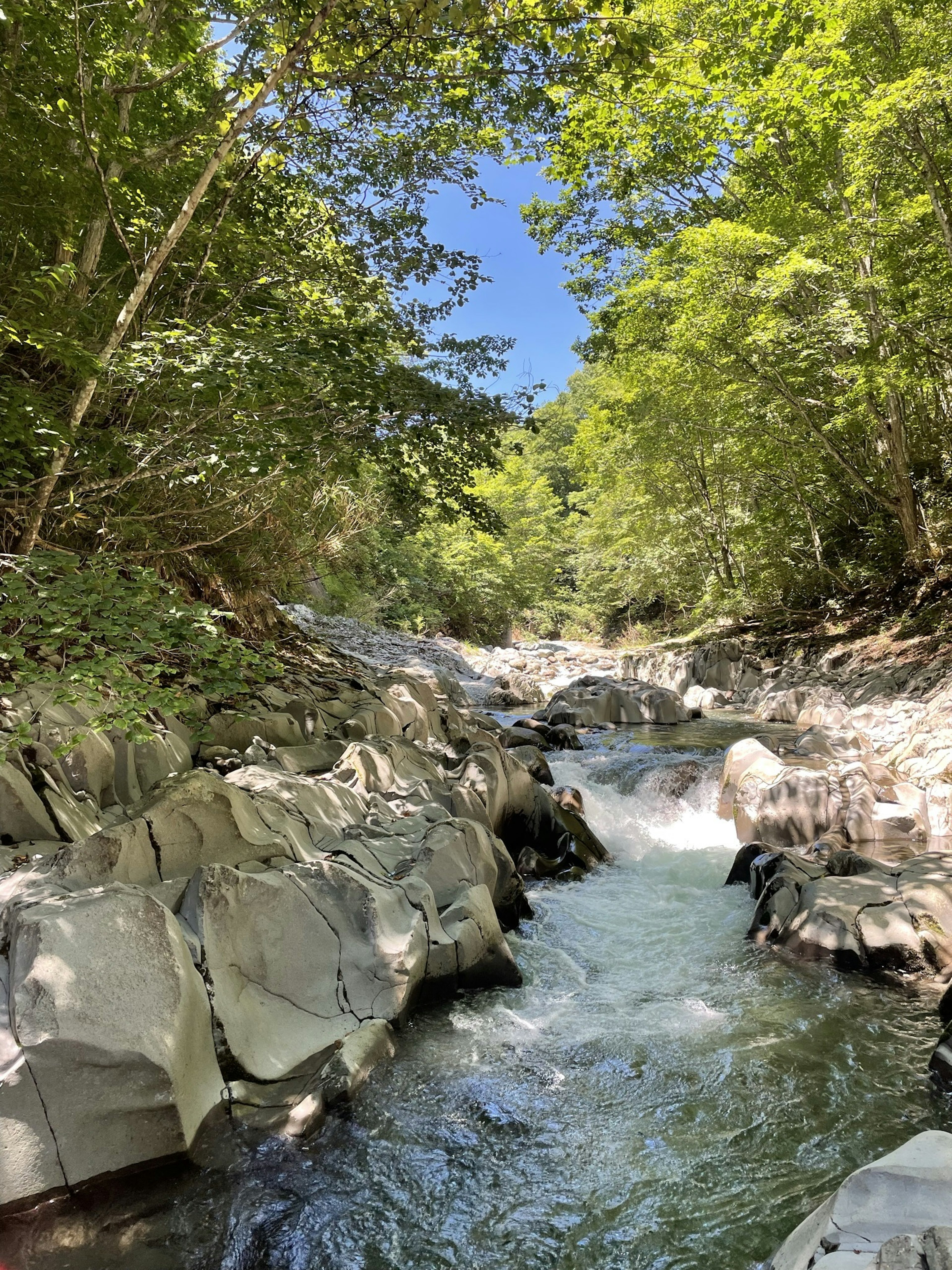 緑の木々に囲まれた流れる川の景色