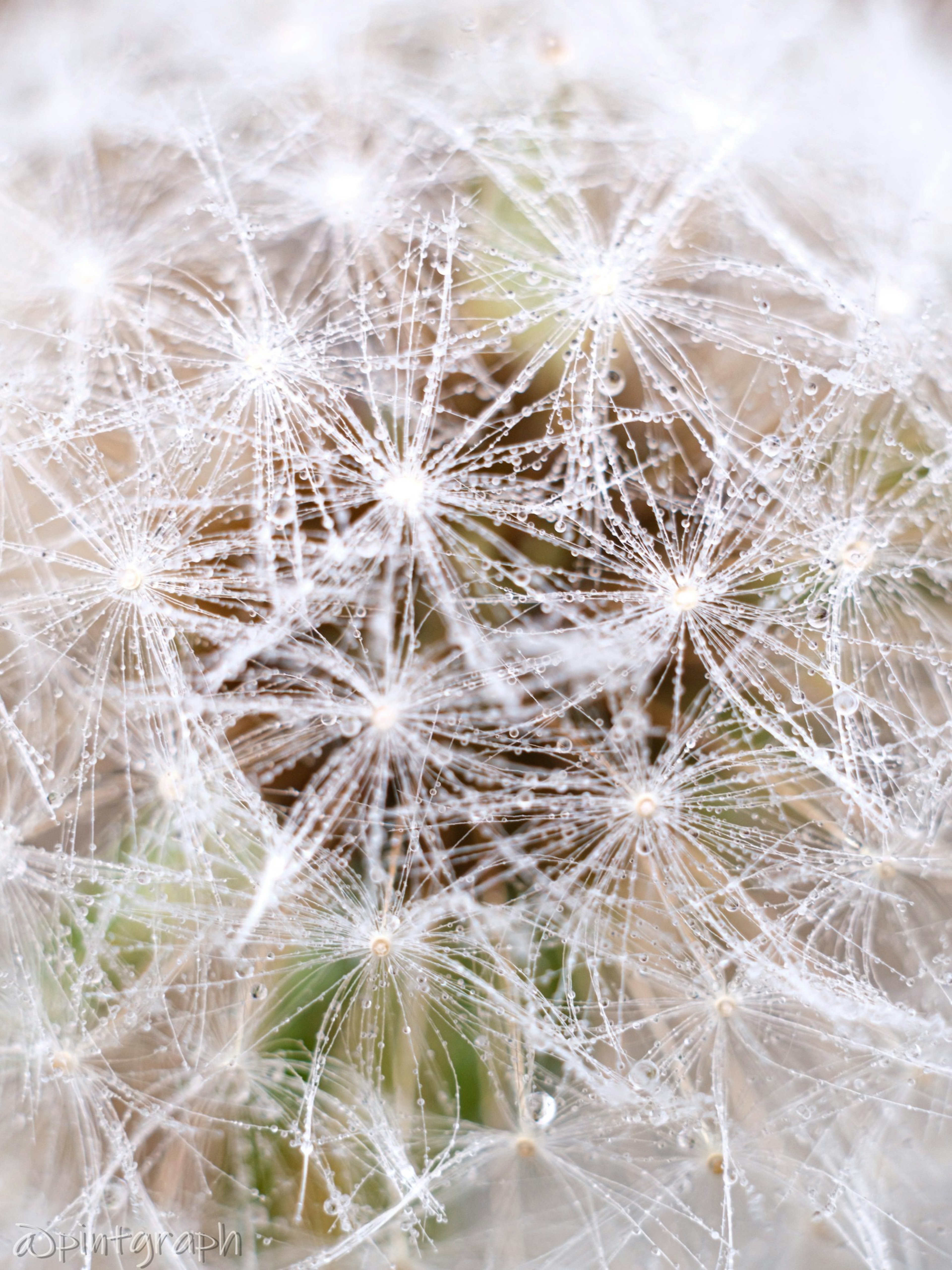 Close-up of white dandelion fluff with intricate patterns