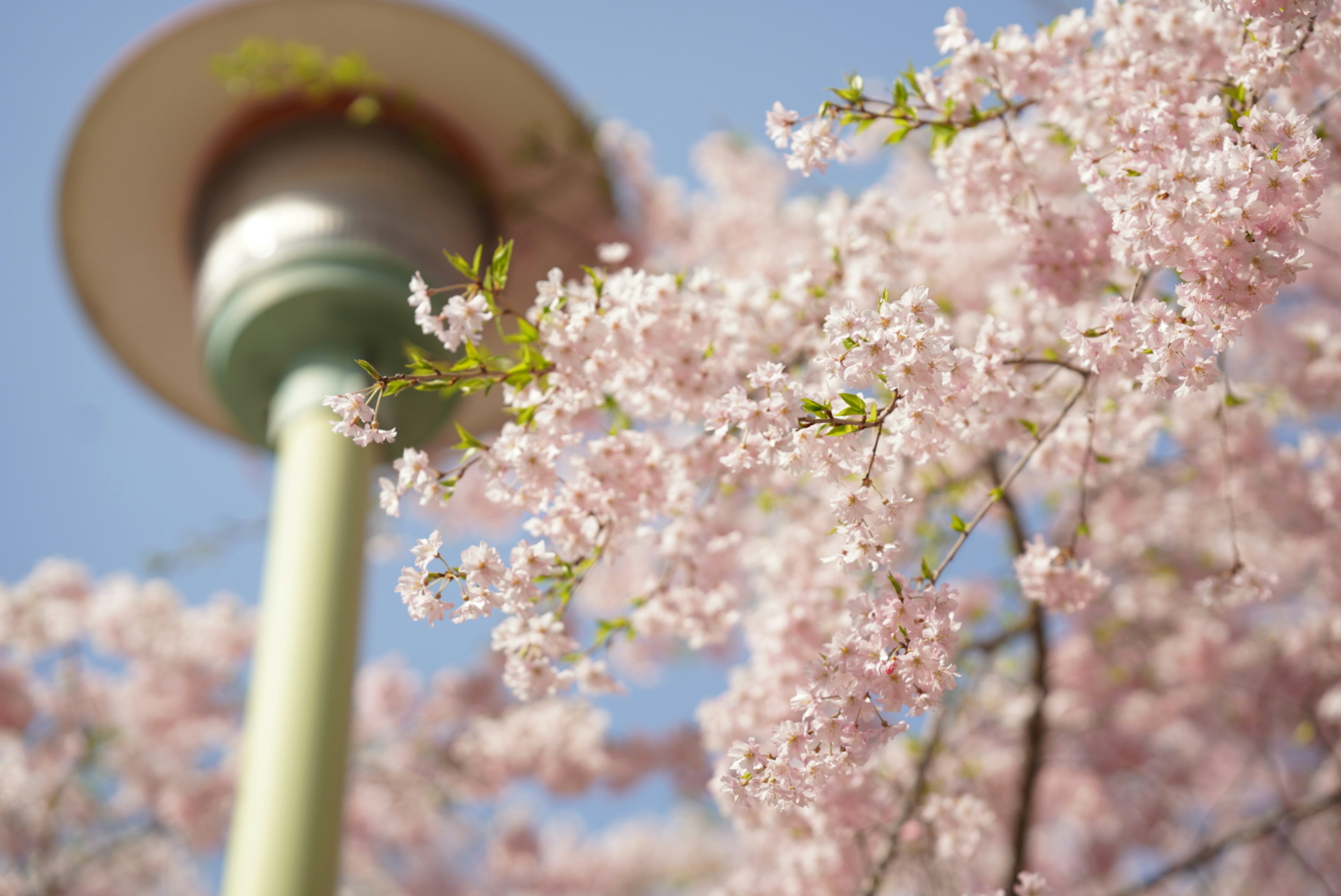 桜の花と街灯の近接写真青空の下で