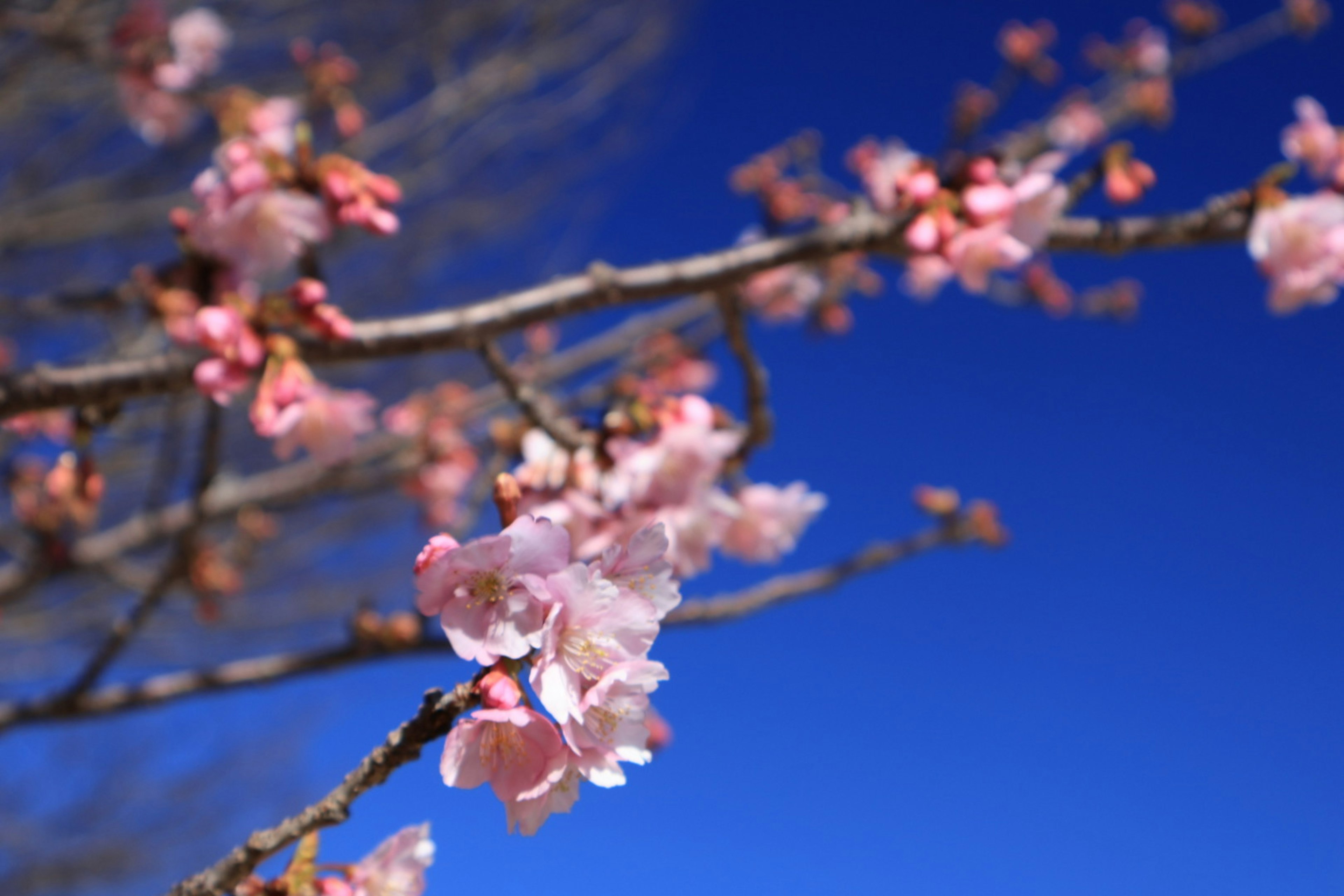 青空の下に咲く桜の花と枝のクローズアップ