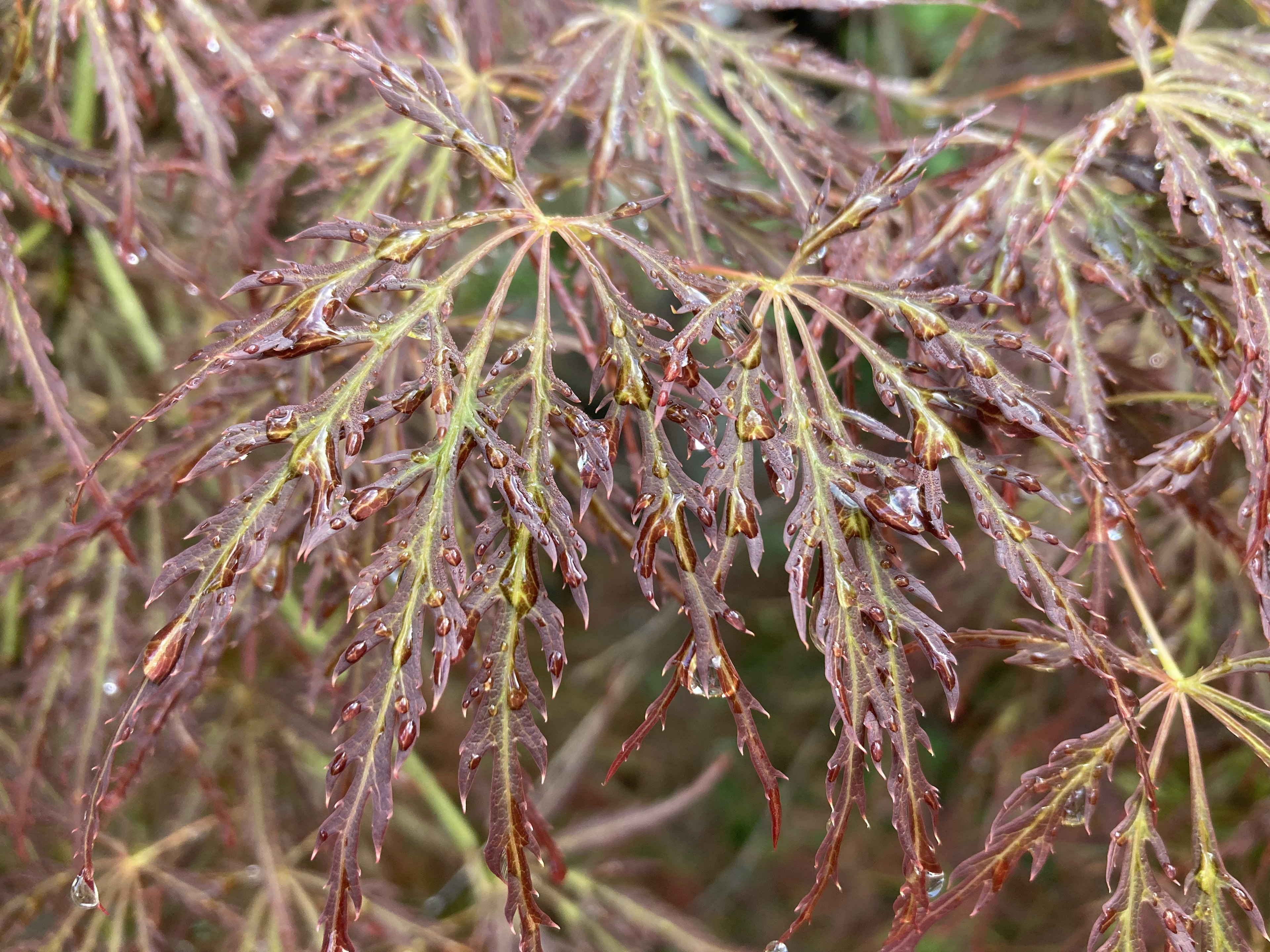 Hojas de arce japonés con gotas en tonos rojos y morados