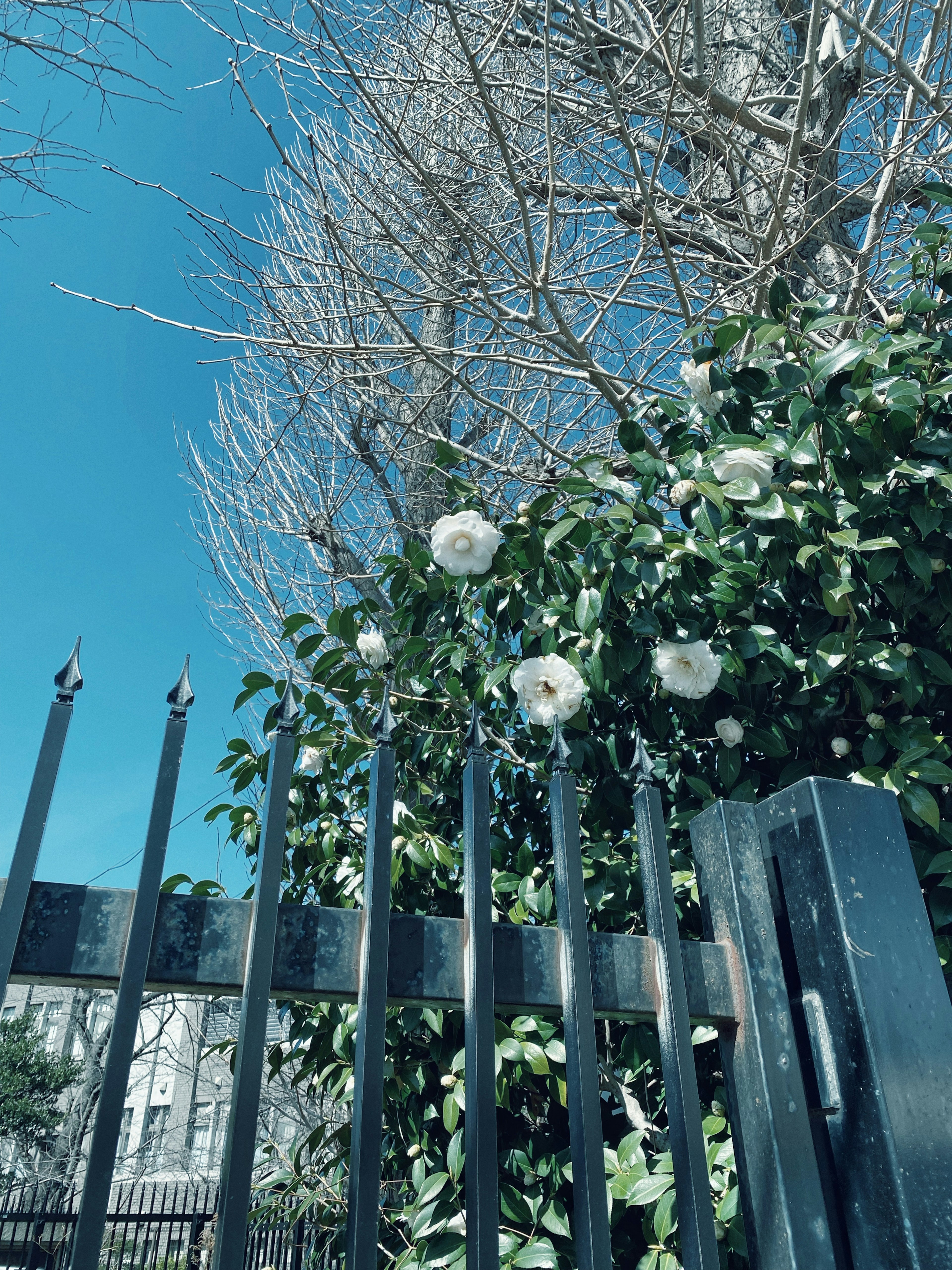 Black metal fence with green foliage and white flowers under a blue sky