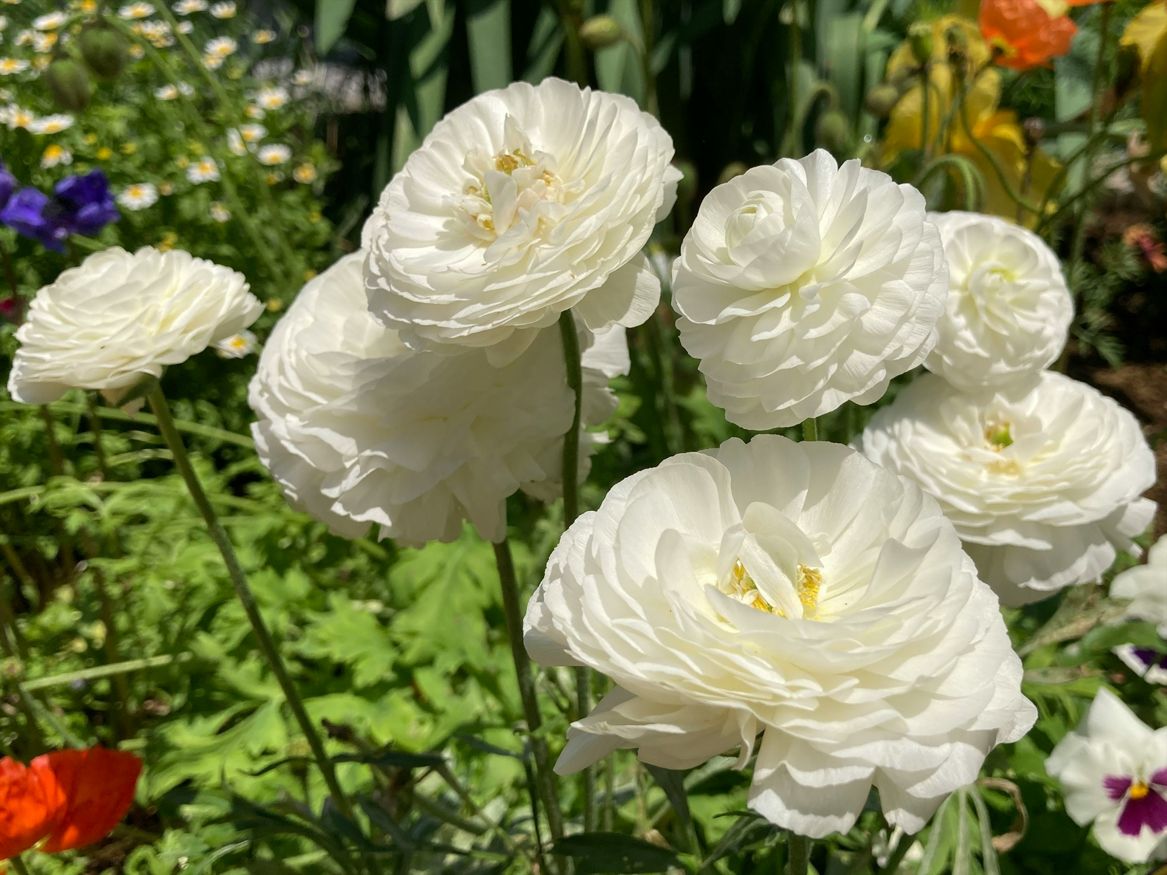 Beautiful garden scene with blooming white ranunculus flowers