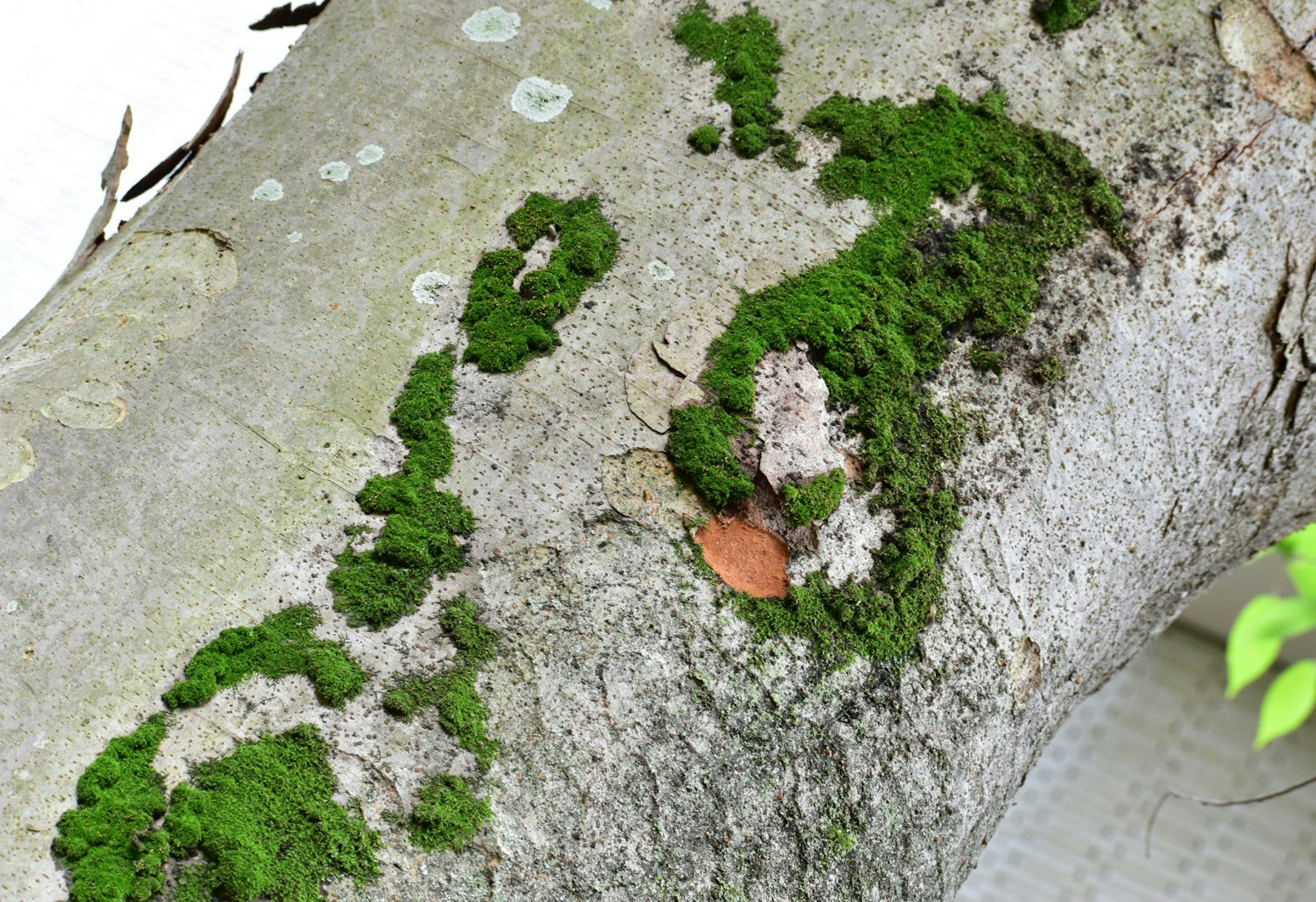 Muschio verde su un tronco d'albero con una piccola foglia