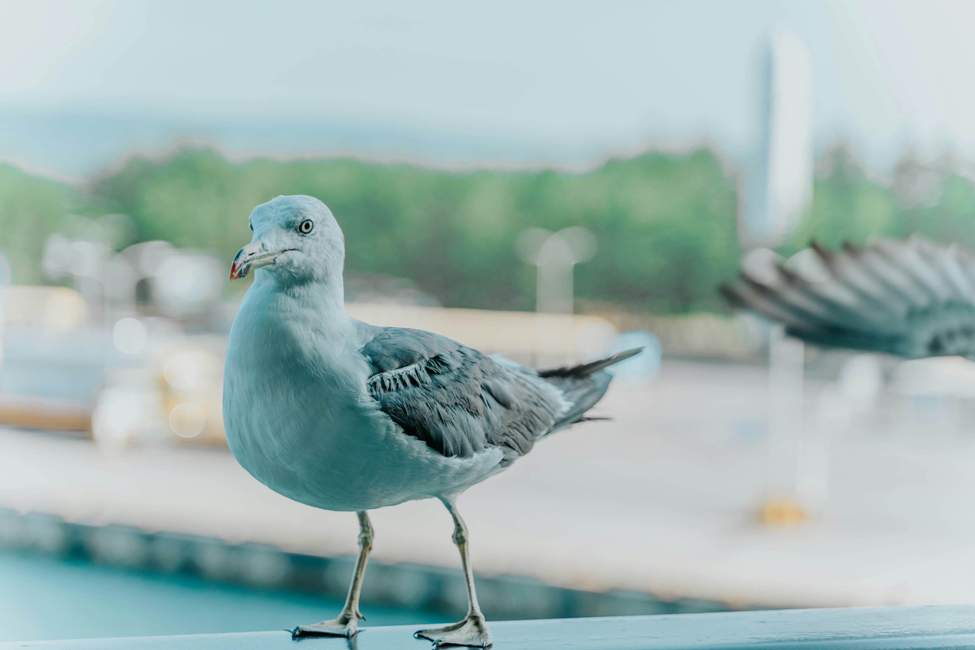 Kedekatan burung camar yang berdiri di tepi laut dengan latar belakang biru