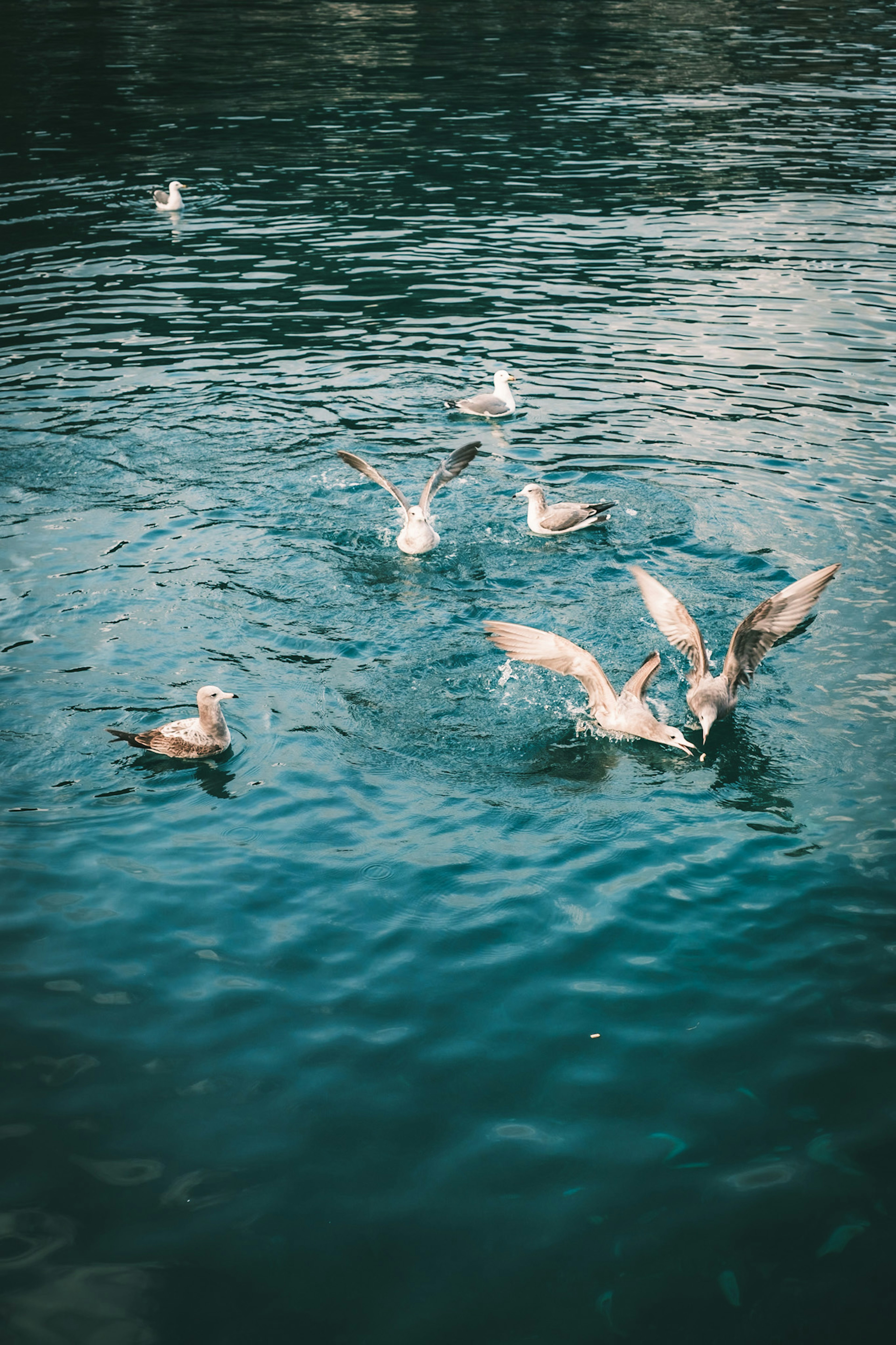 Eine Gruppe von Möwen, die im Wasser spielt, mit ausgebreiteten Flügeln im blauen Wasser